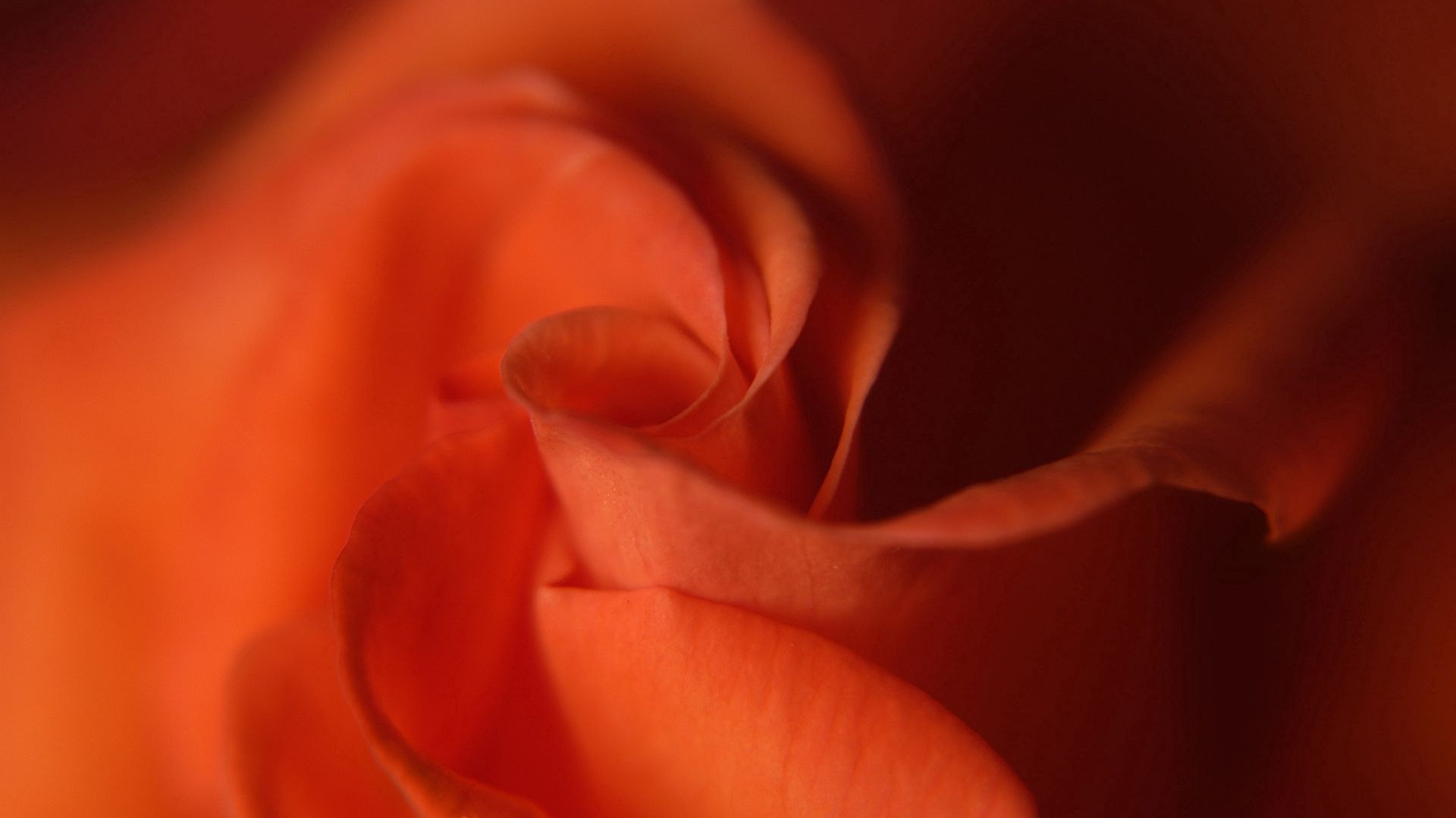 Free HD petals, red, macro, rose flower, rose