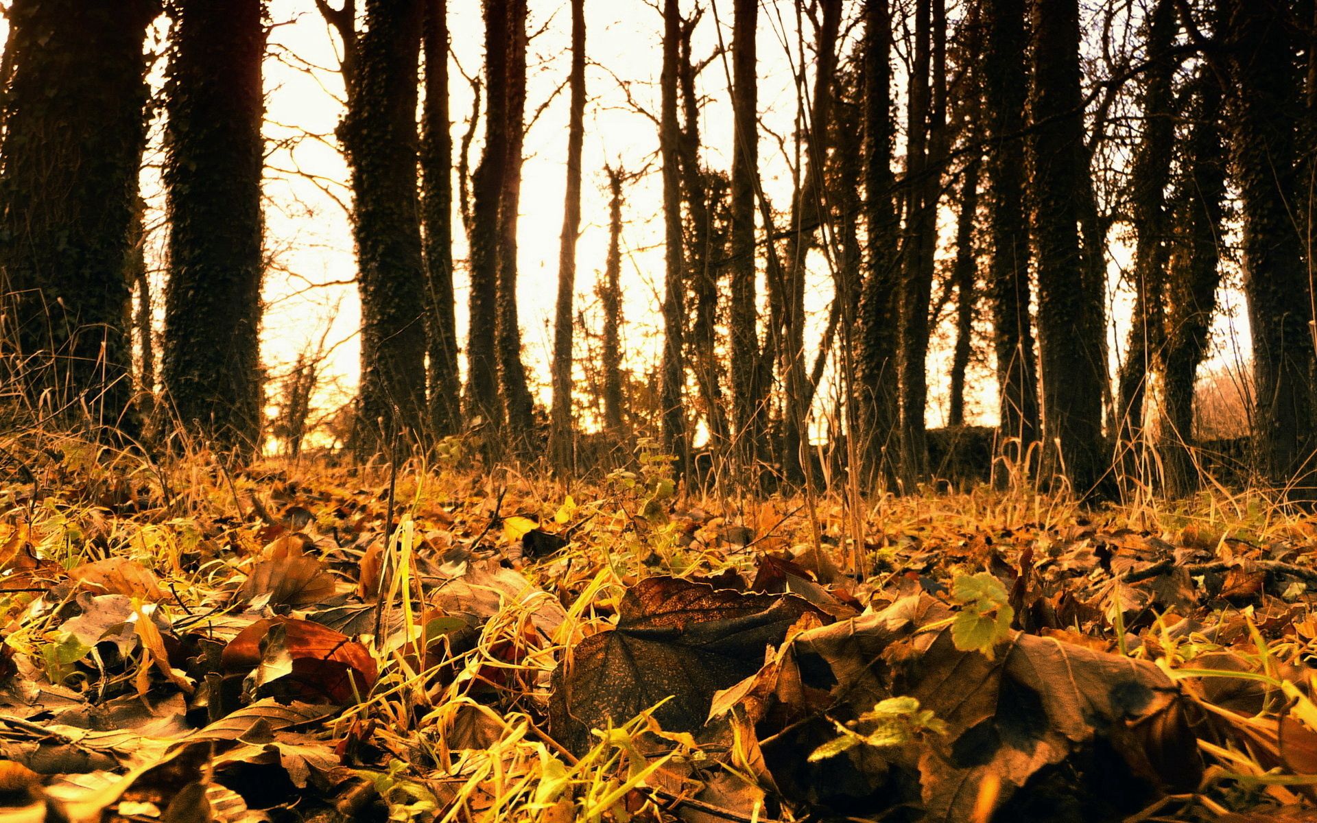 57356 download wallpaper nature, grass, autumn, leaves, fallen screensavers and pictures for free