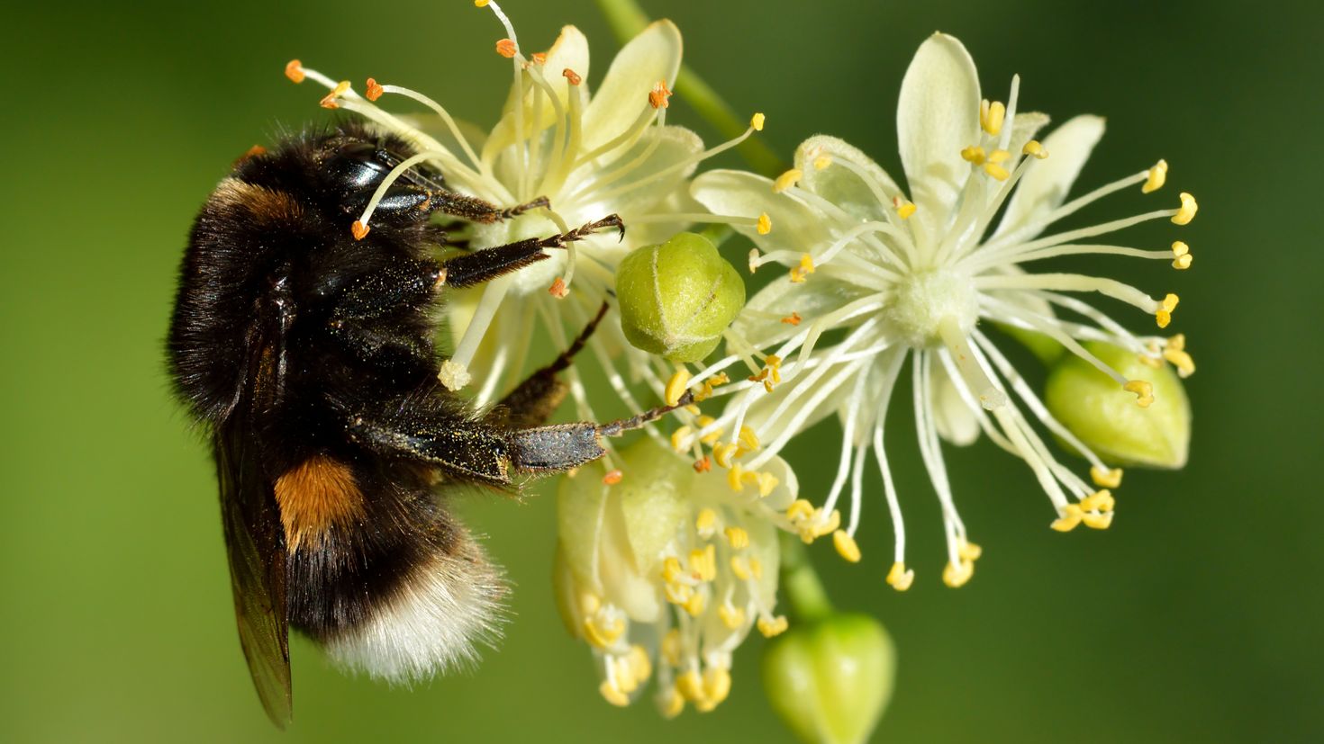 Пчелы пьют весенний нектар. Bombus terrestris. Липа медонос. Шмель опыляет Клевер. Липа мелколистная медонос.