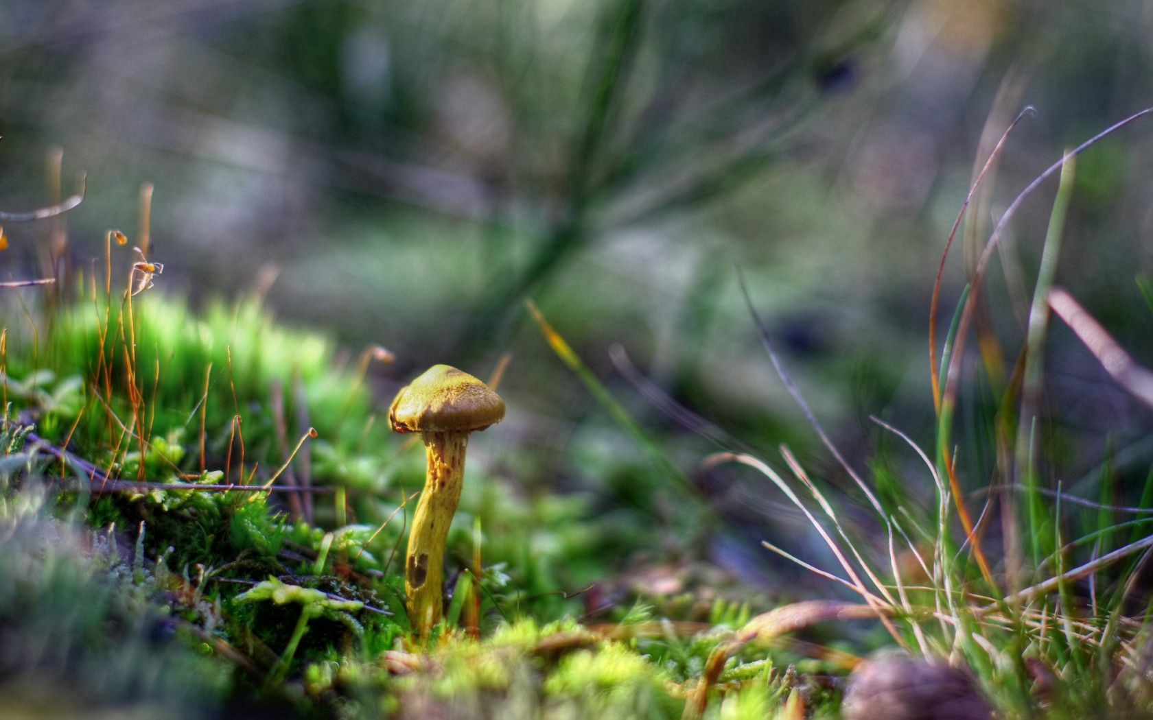 Laden Sie das Grass, Pilze, Makro, Herbstwald-Bild kostenlos auf Ihren PC-Desktop herunter