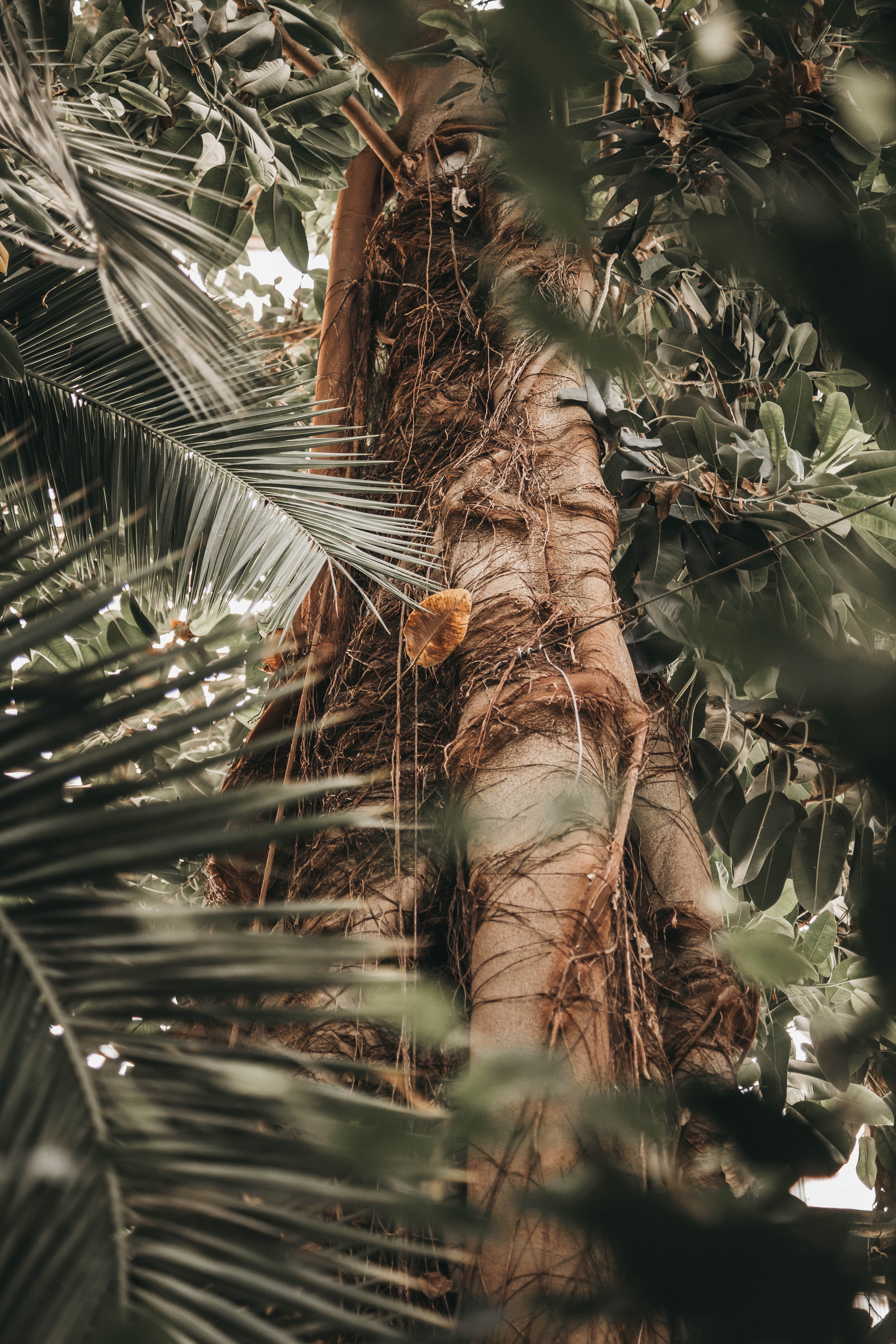 plant, nature, wood, tree, palm, branches, trunk Full HD