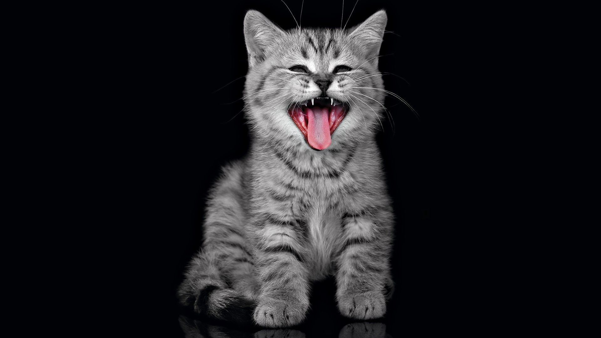 110697 Screensavers and Wallpapers Scream for phone. Download animals, dark, fluffy, kitty, kitten, scream, cry pictures for free
