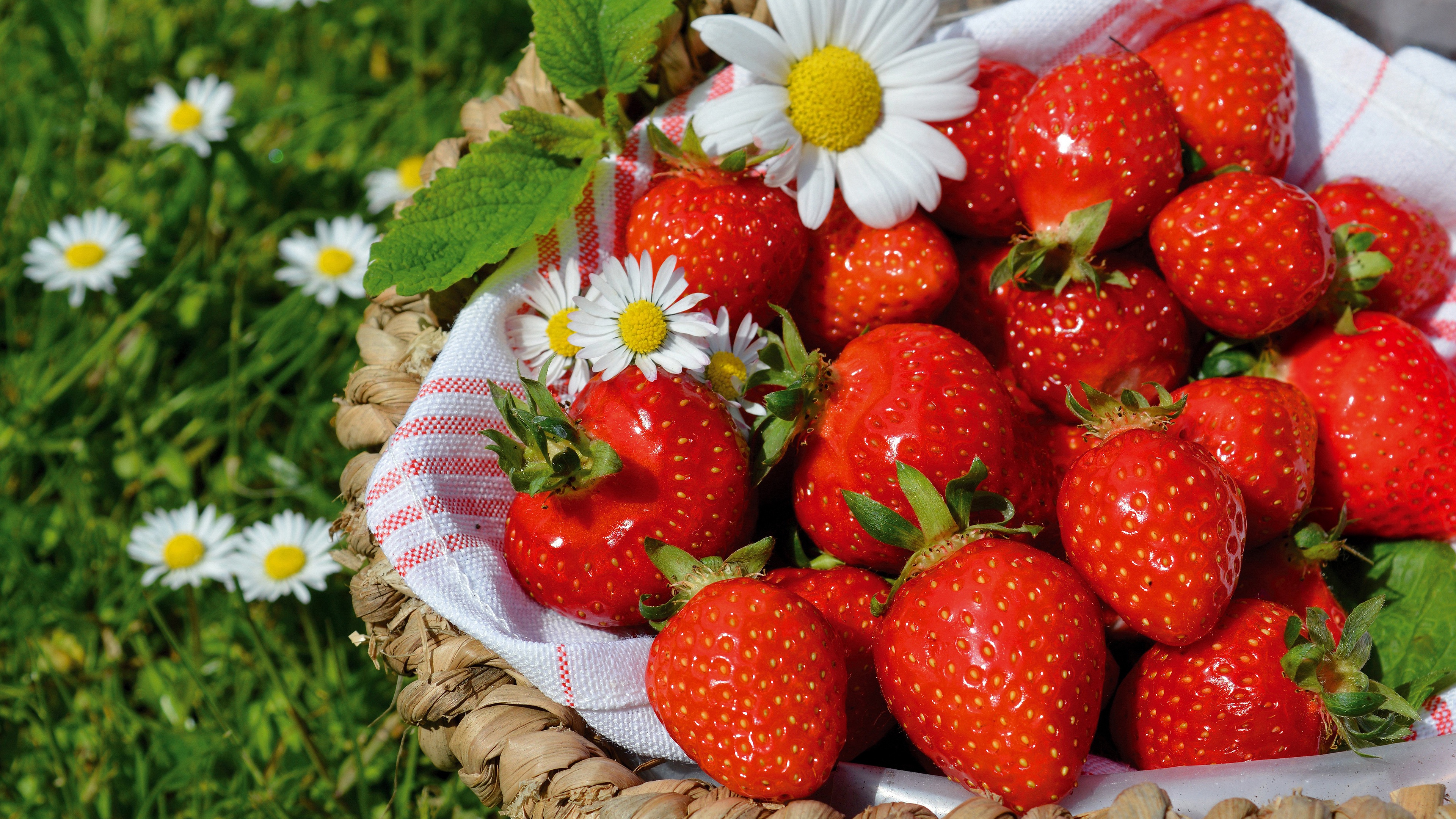 Chamomile berry, fruits, strawberry, food 8k Backgrounds