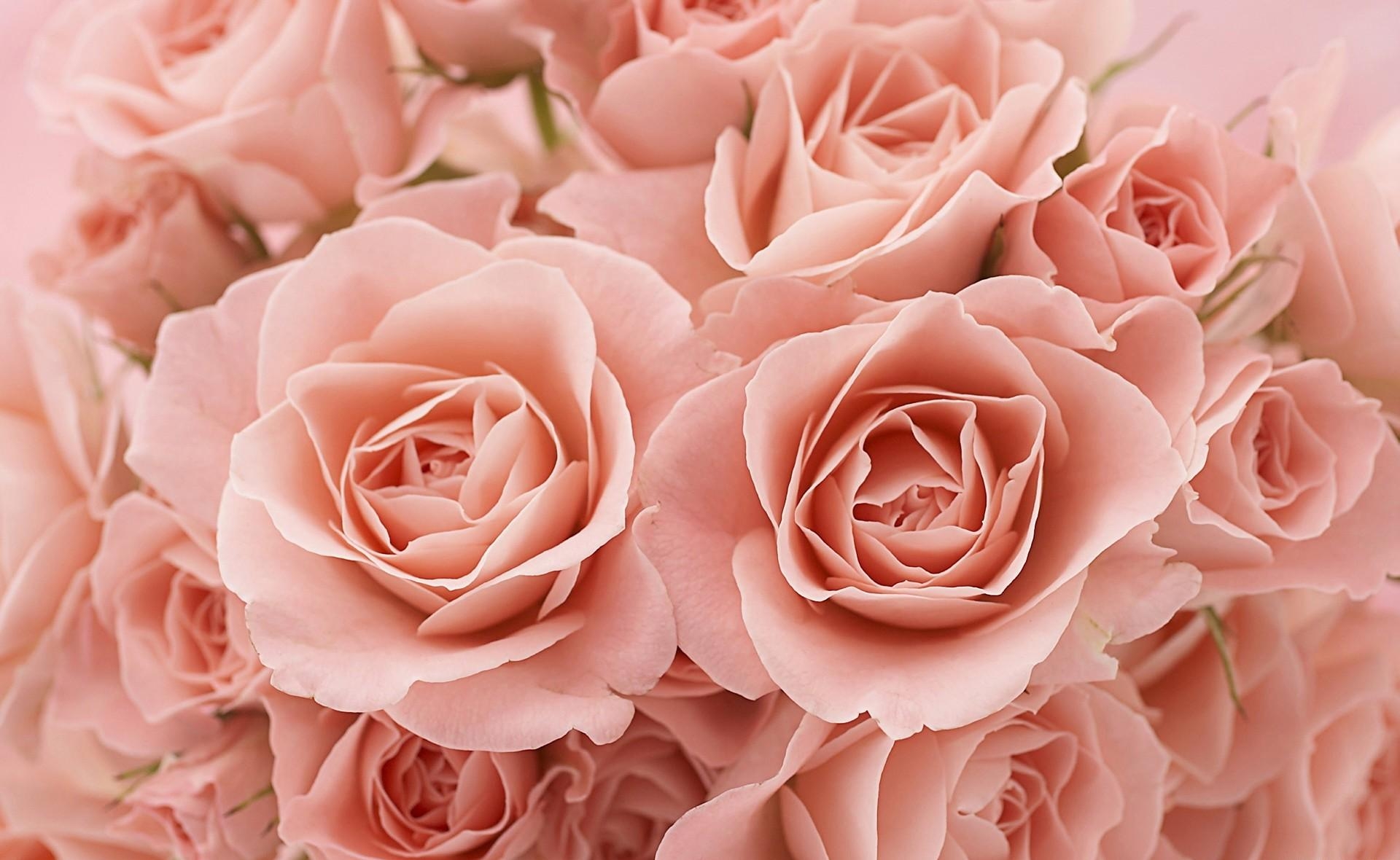 144366 Bildschirmschoner und Hintergrundbilder Blumen auf Ihrem Telefon. Laden Sie bouquet, teestuben, strauß, roses Bilder kostenlos herunter