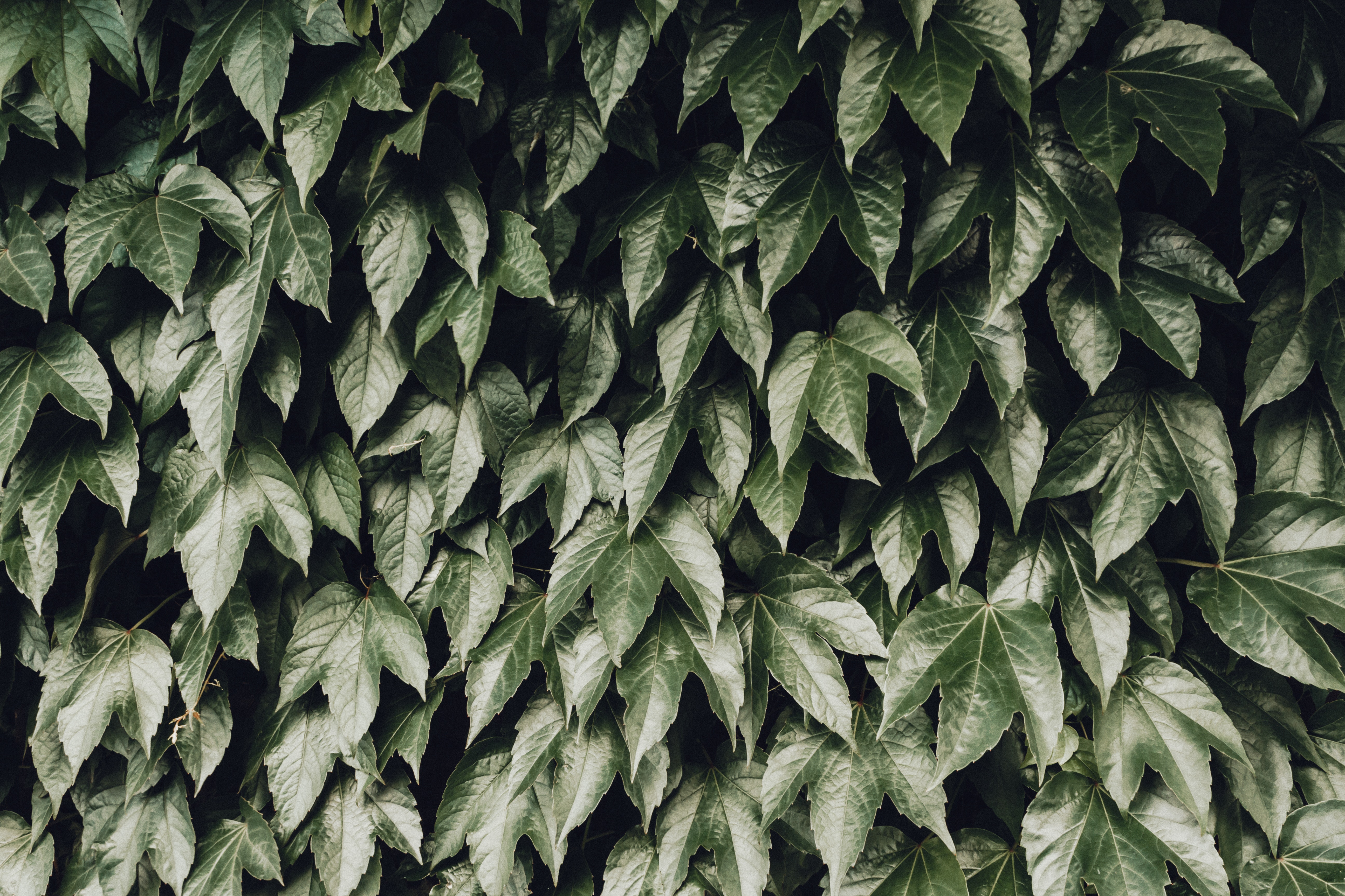 Handy-Wallpaper Natur, Blätter, Bush, Laub kostenlos herunterladen.