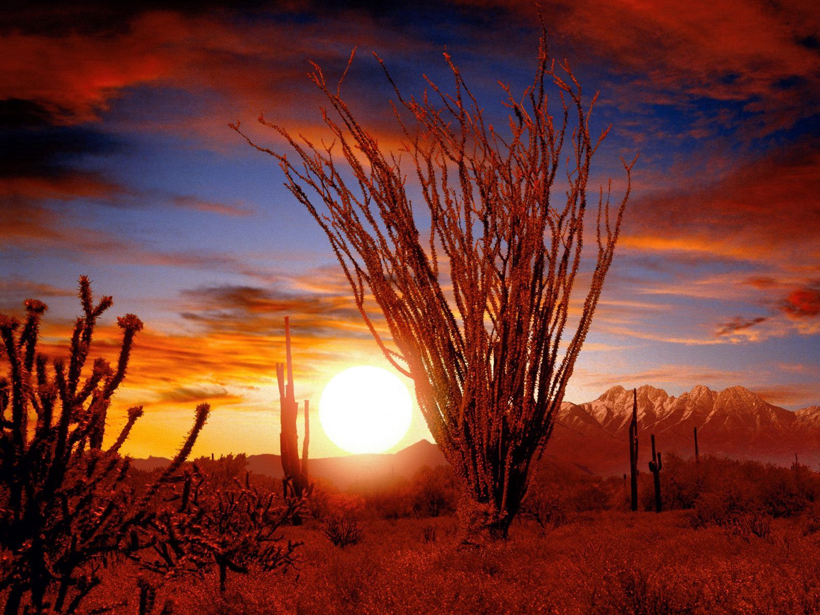 Laden Sie das Natur, Sunset, Sun, Wüste, Bush, Vegetation, Stacheln, Dornen-Bild kostenlos auf Ihren PC-Desktop herunter
