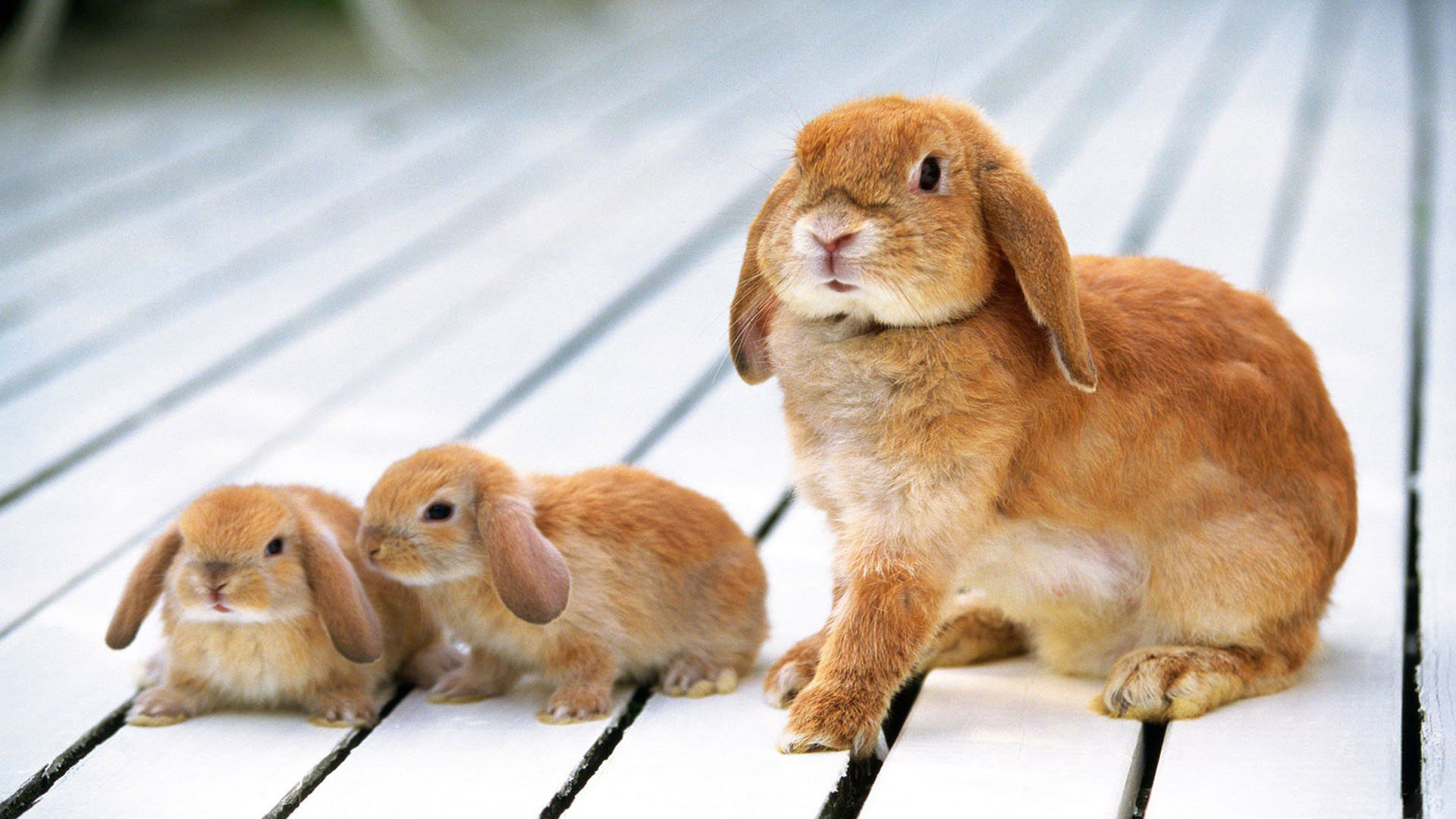Handy-Wallpaper Kaninchen, Tiere, Jungen, Jung, Etagen kostenlos herunterladen.