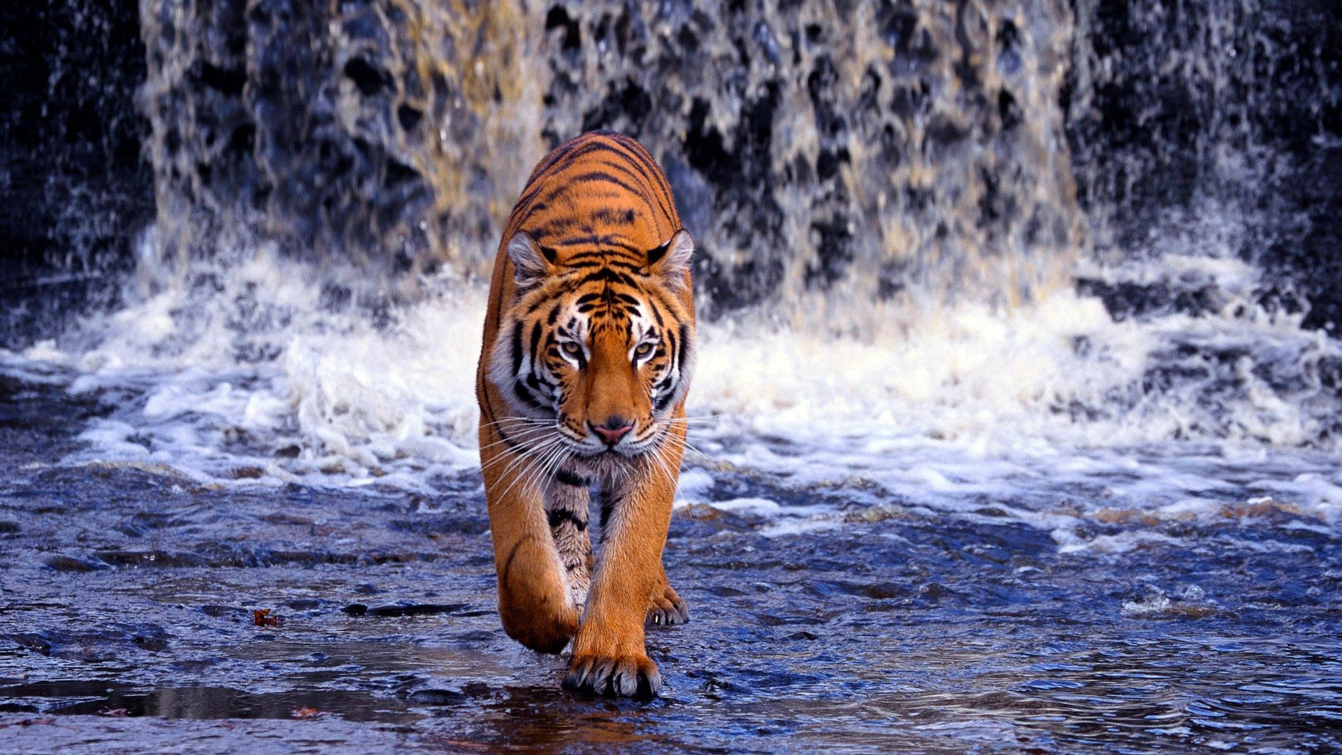 Laden Sie das Wasserfall, Tiere, Große Katze, Big Cat, Bummel, Spaziergang, Tiger, Dünn-Bild kostenlos auf Ihren PC-Desktop herunter