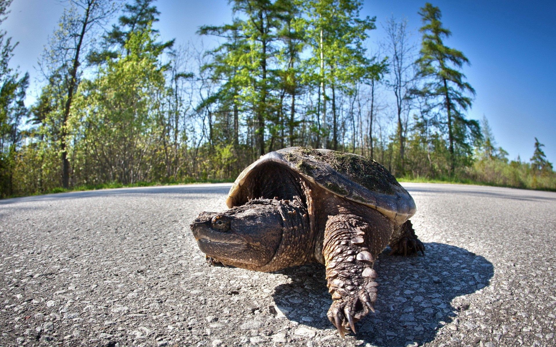 89278 Screensavers and Wallpapers Carapace for phone. Download animals, trees, road, stroll, carapace, shell, turtle pictures for free