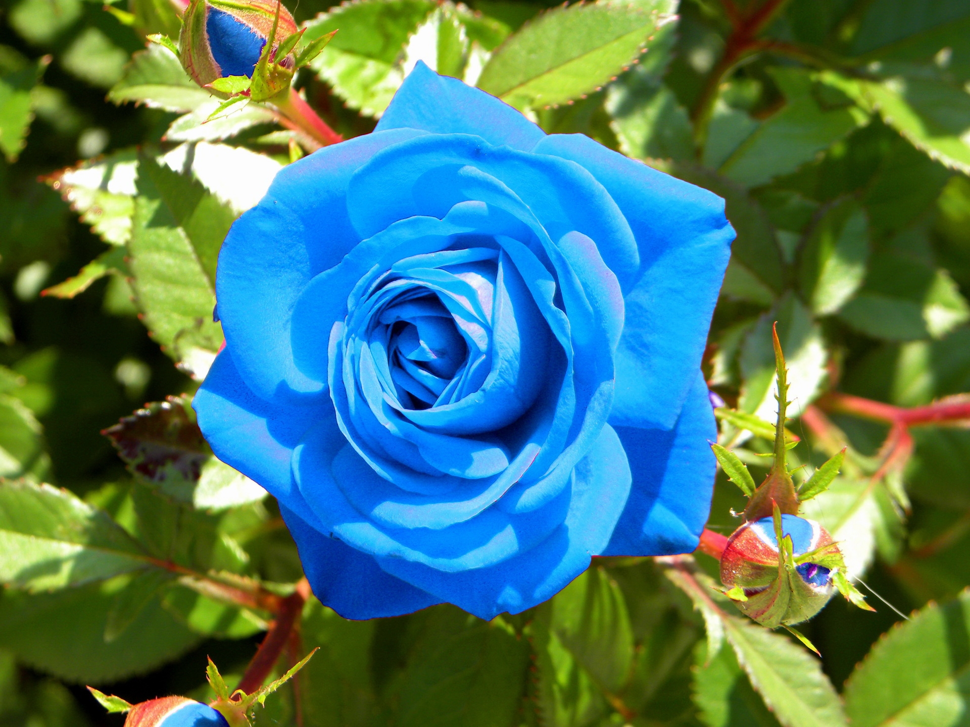 Laden Sie das Blumen, Blume, Scheinen, Licht, Rose, Knospen-Bild kostenlos auf Ihren PC-Desktop herunter