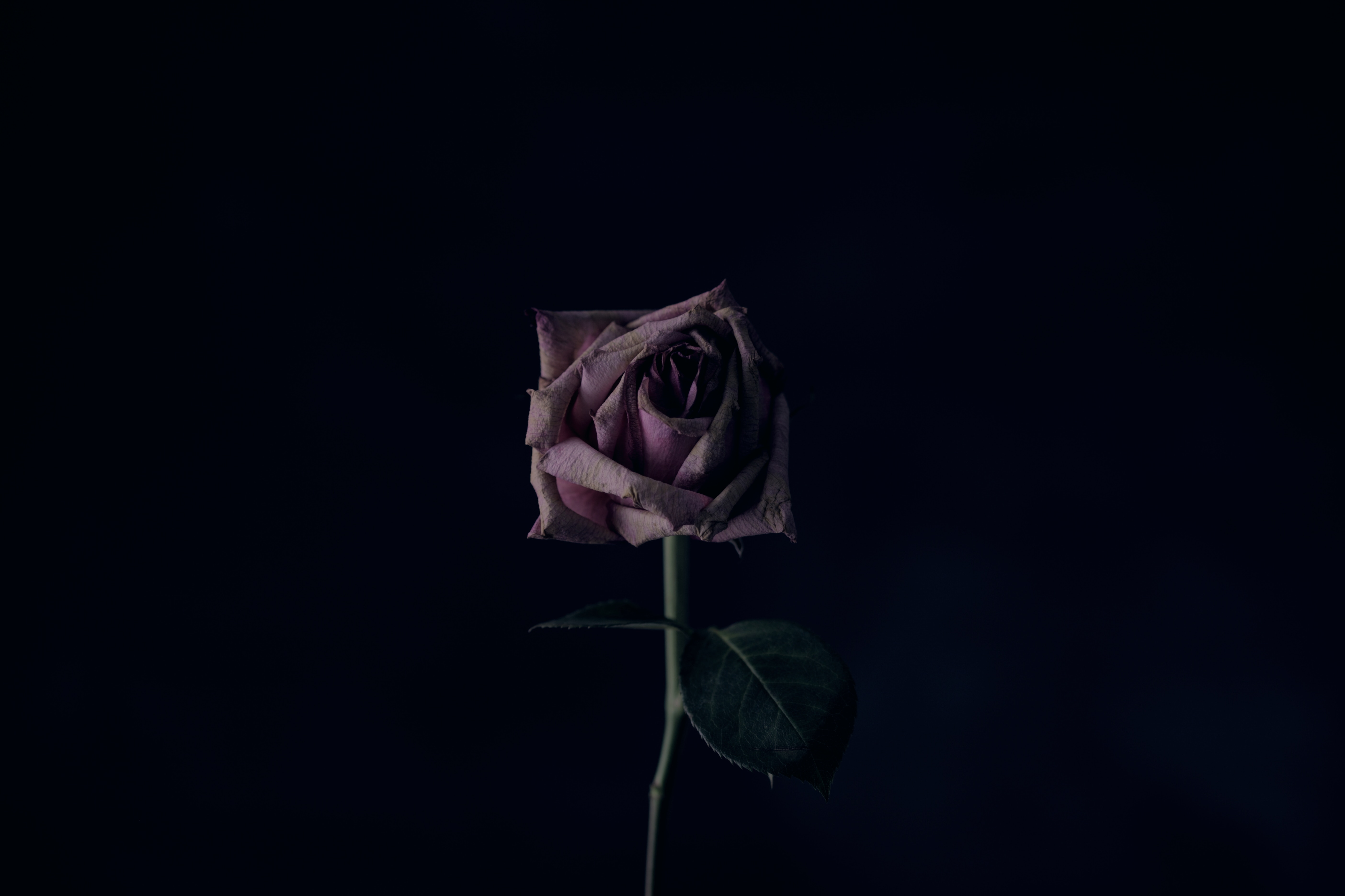 black background, flower, dark, rose flower, rose, bud UHD