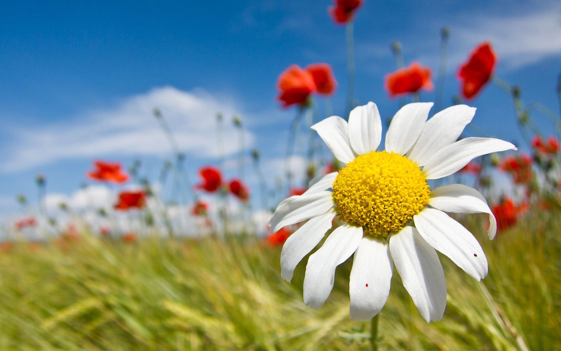 Laden Sie das Feld, Sommer, Blumen, Sky, Clouds, Kamille, Stimmung-Bild kostenlos auf Ihren PC-Desktop herunter