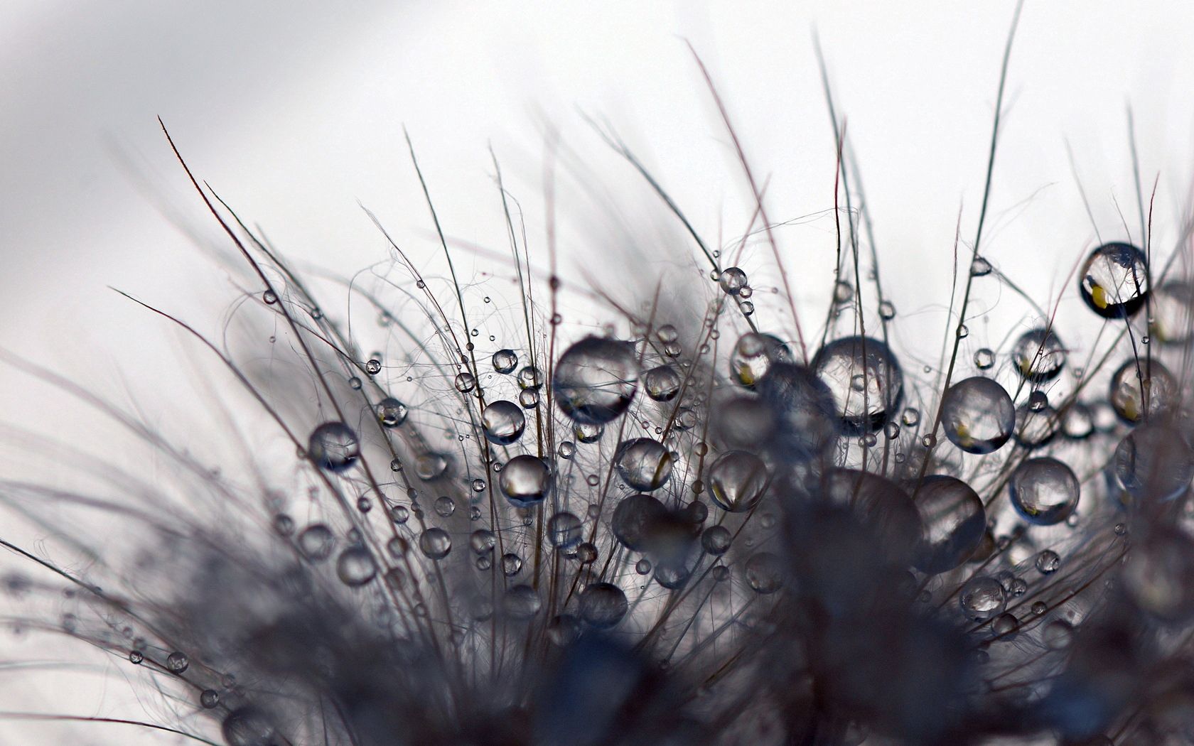 macro, fuzz, plant, drops Dandelion HD Android Wallpapers