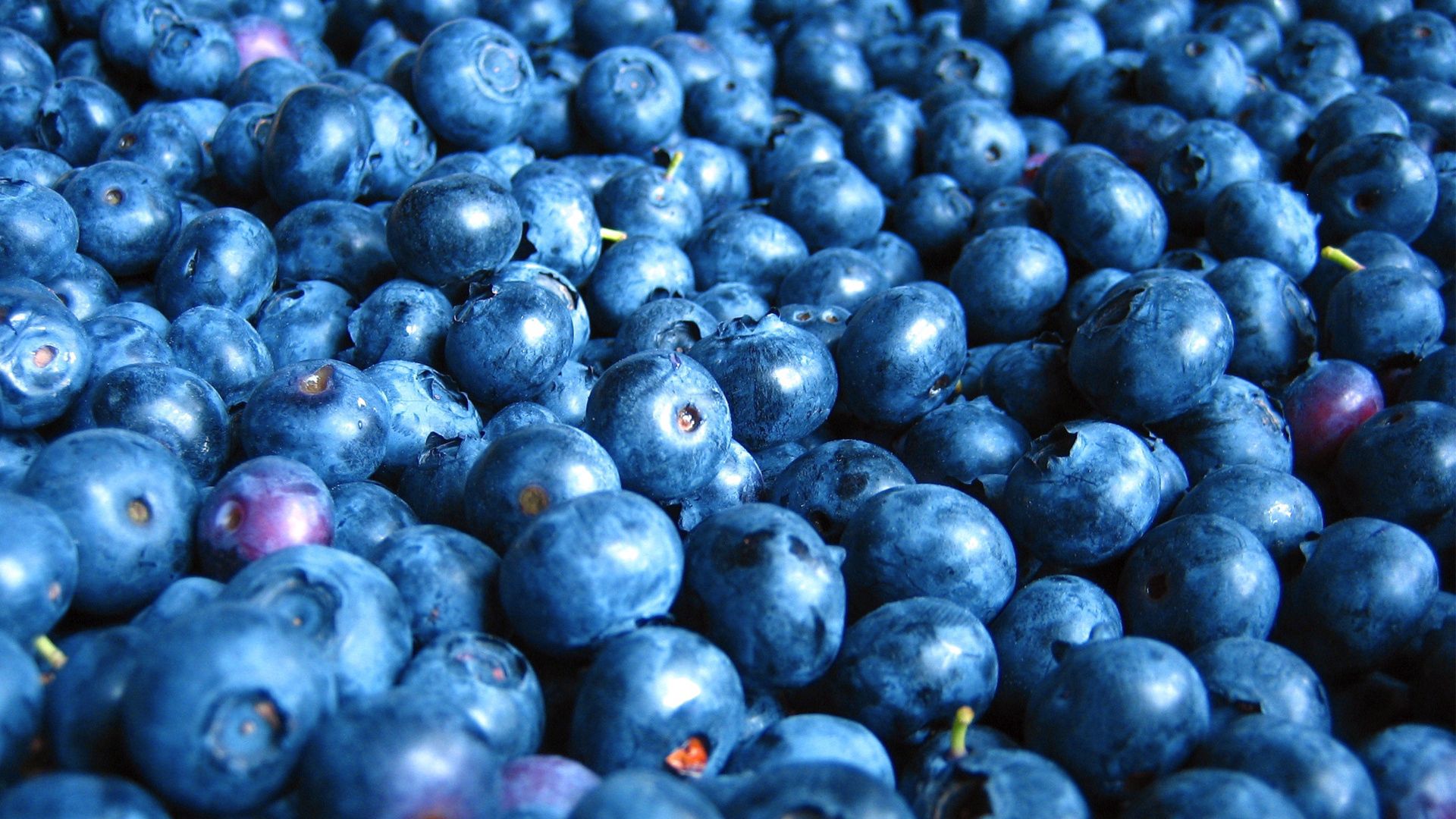 51638 download wallpaper food, bilberries, berry, lot screensavers and pictures for free