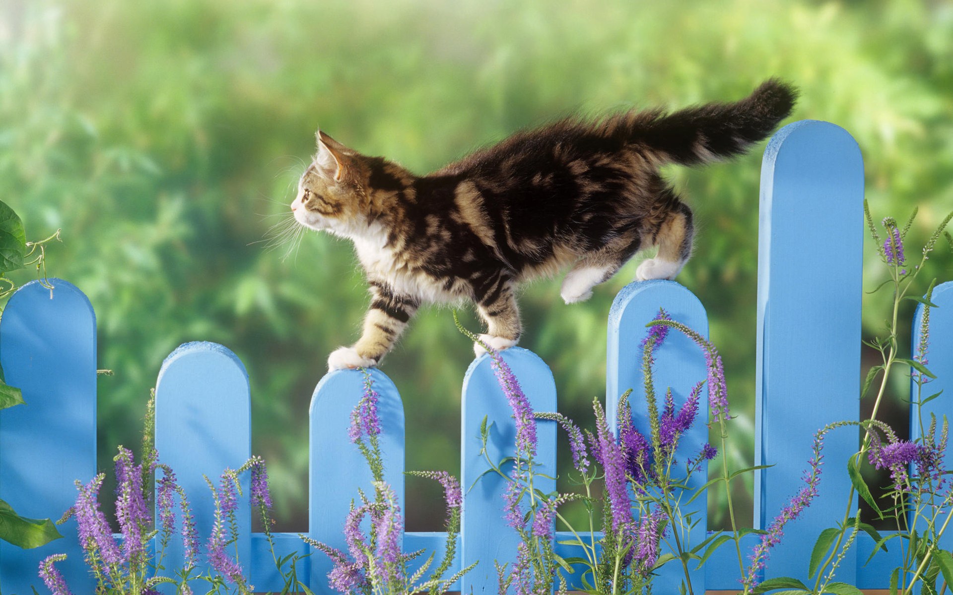 animal, cat, fence, kitten, lavender, spring, cats 5K