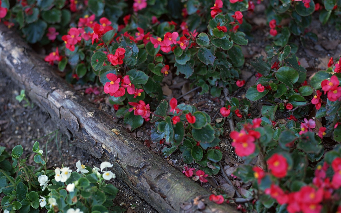 Цветок армения фото посадка и уход