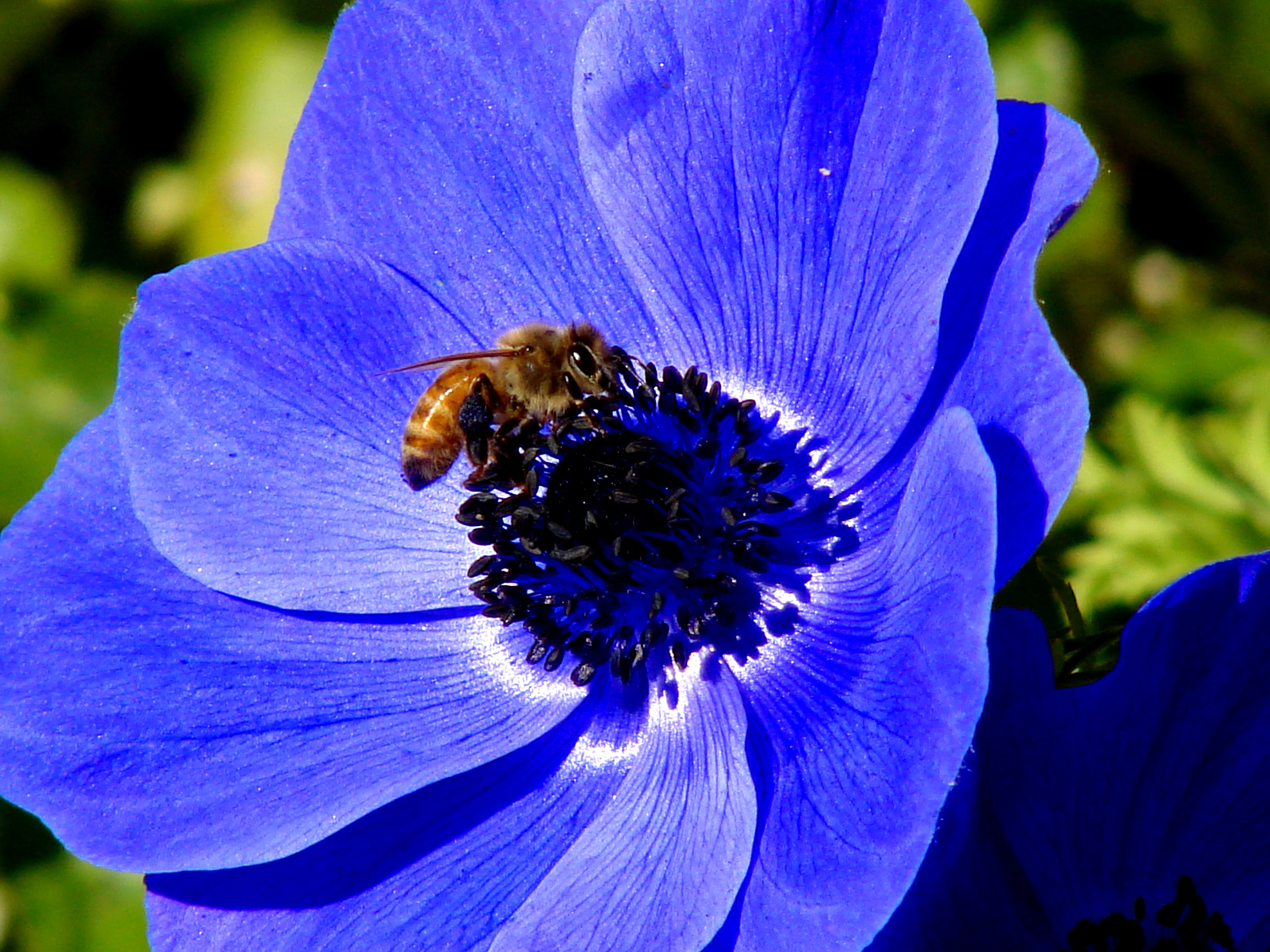 77451 Bildschirmschoner und Hintergrundbilder Biene auf Ihrem Telefon. Laden Sie natur, blume, makro, biene Bilder kostenlos herunter