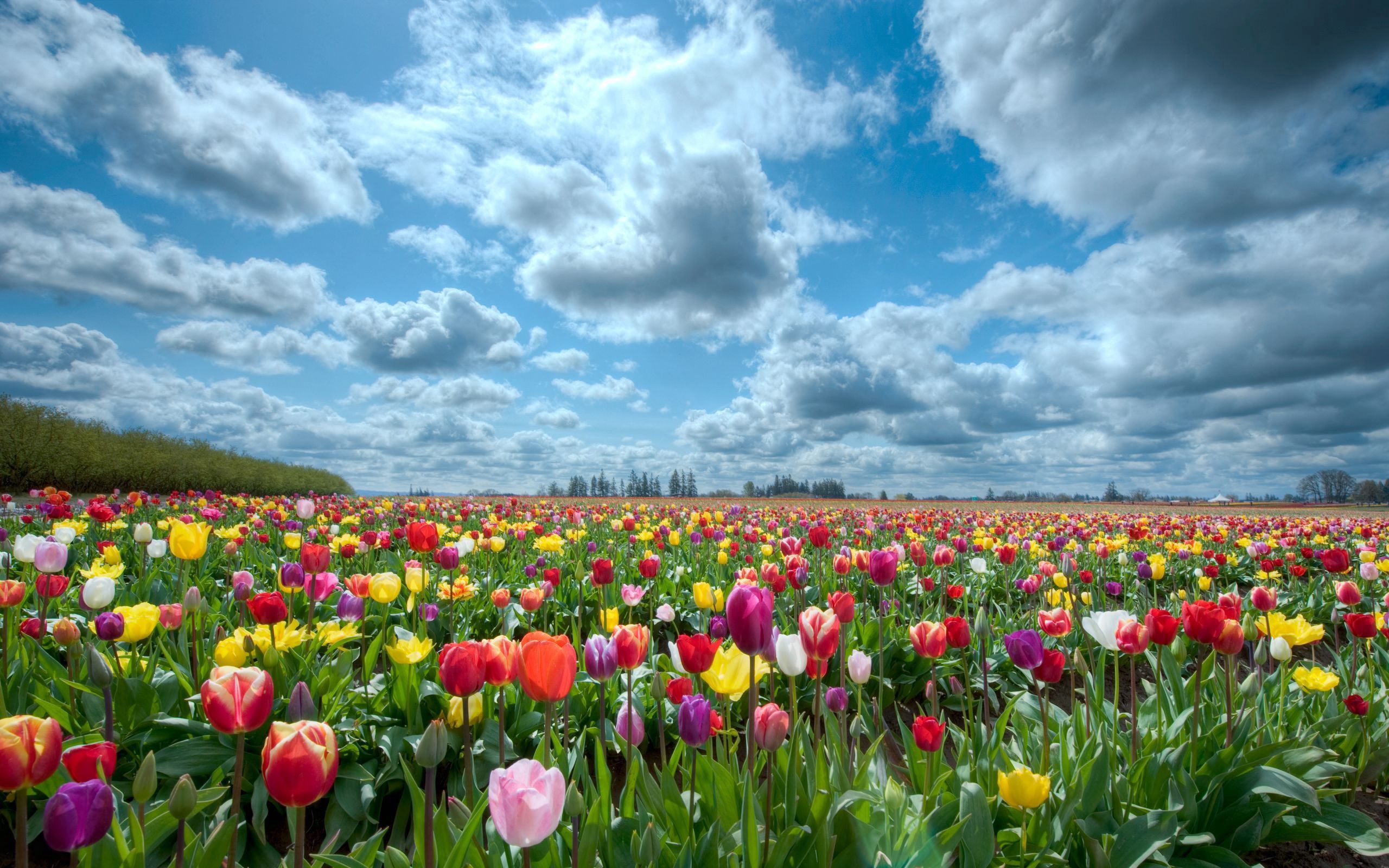 Handy-Wallpaper Natur, Blumen, Sky, Tulpen, Clouds, Horizont, Feld kostenlos herunterladen.