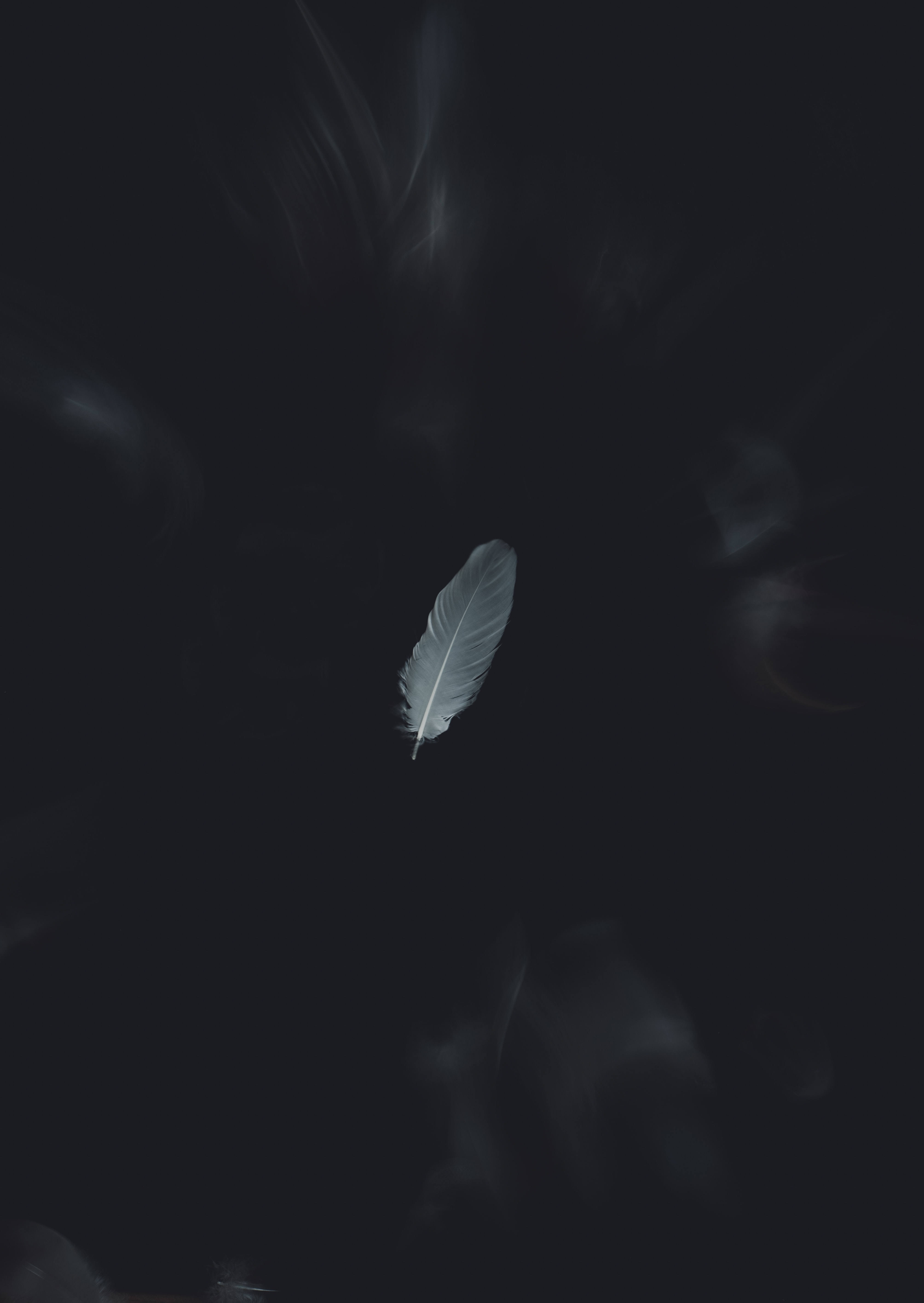 Free Feather Background