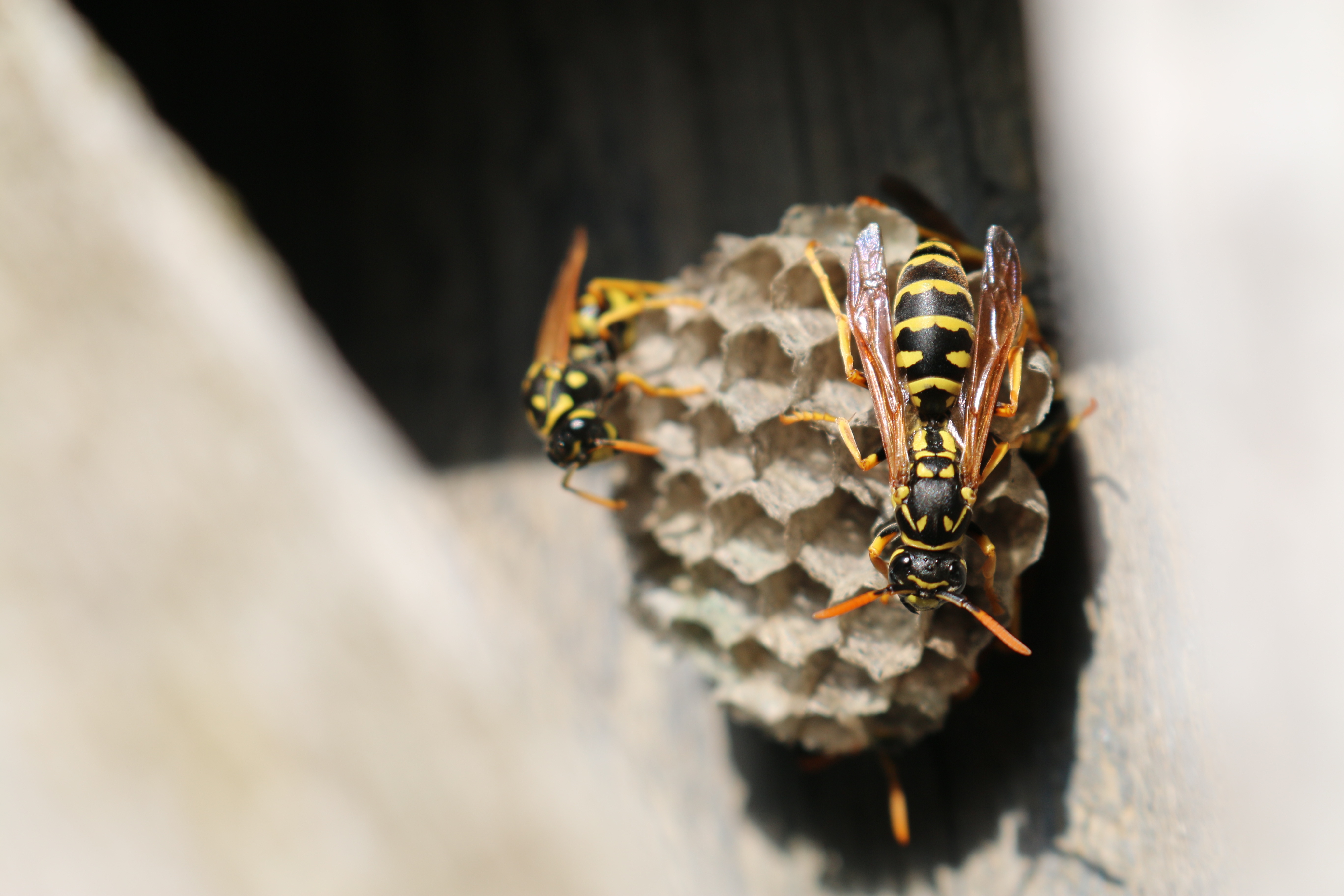 android close up, macro, wasp, hive, beehive