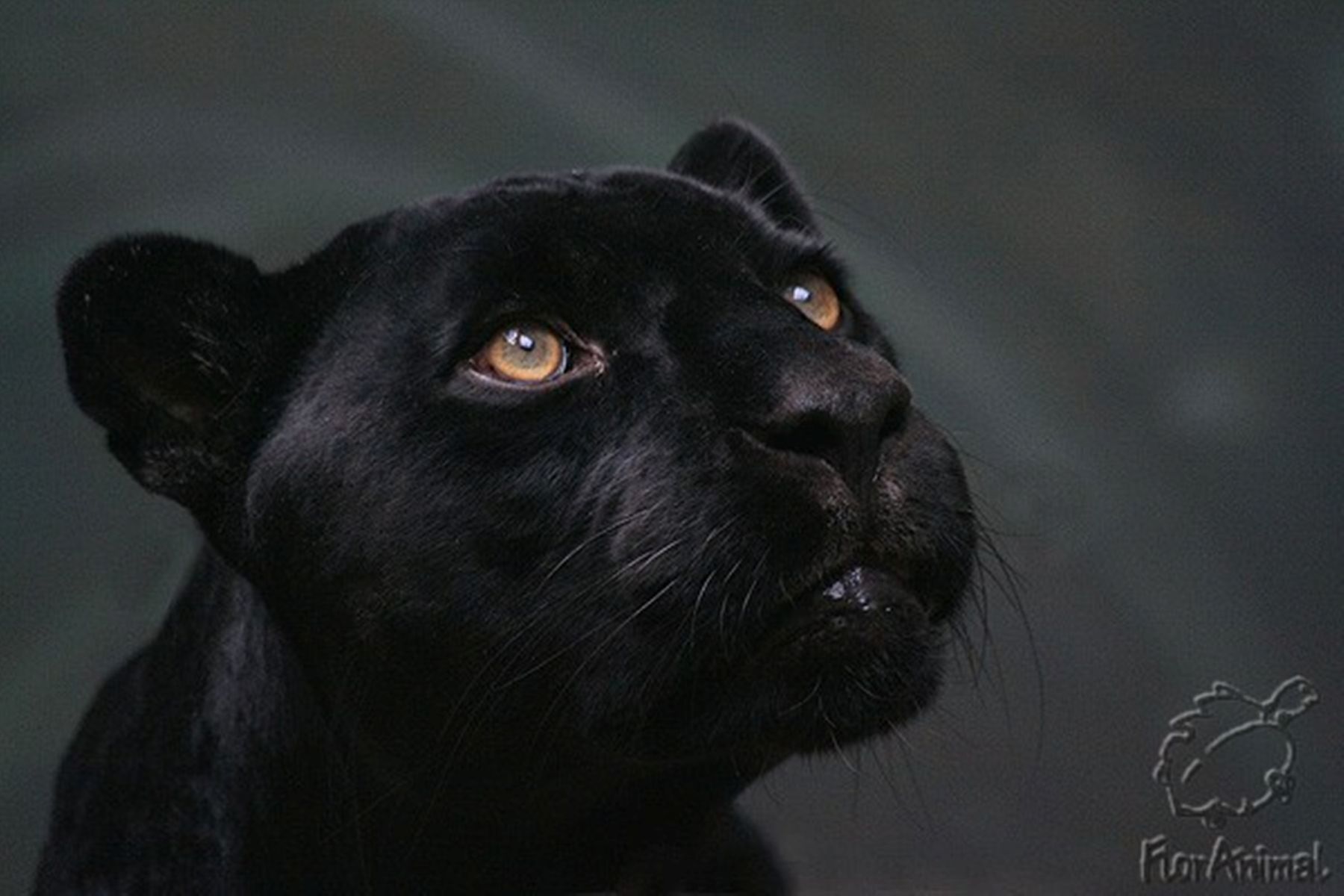 《黑豹》影评 Black Panther 豹喜贺岁漫威大片_哔哩哔哩 (゜-゜)つロ 干杯~-bilibili