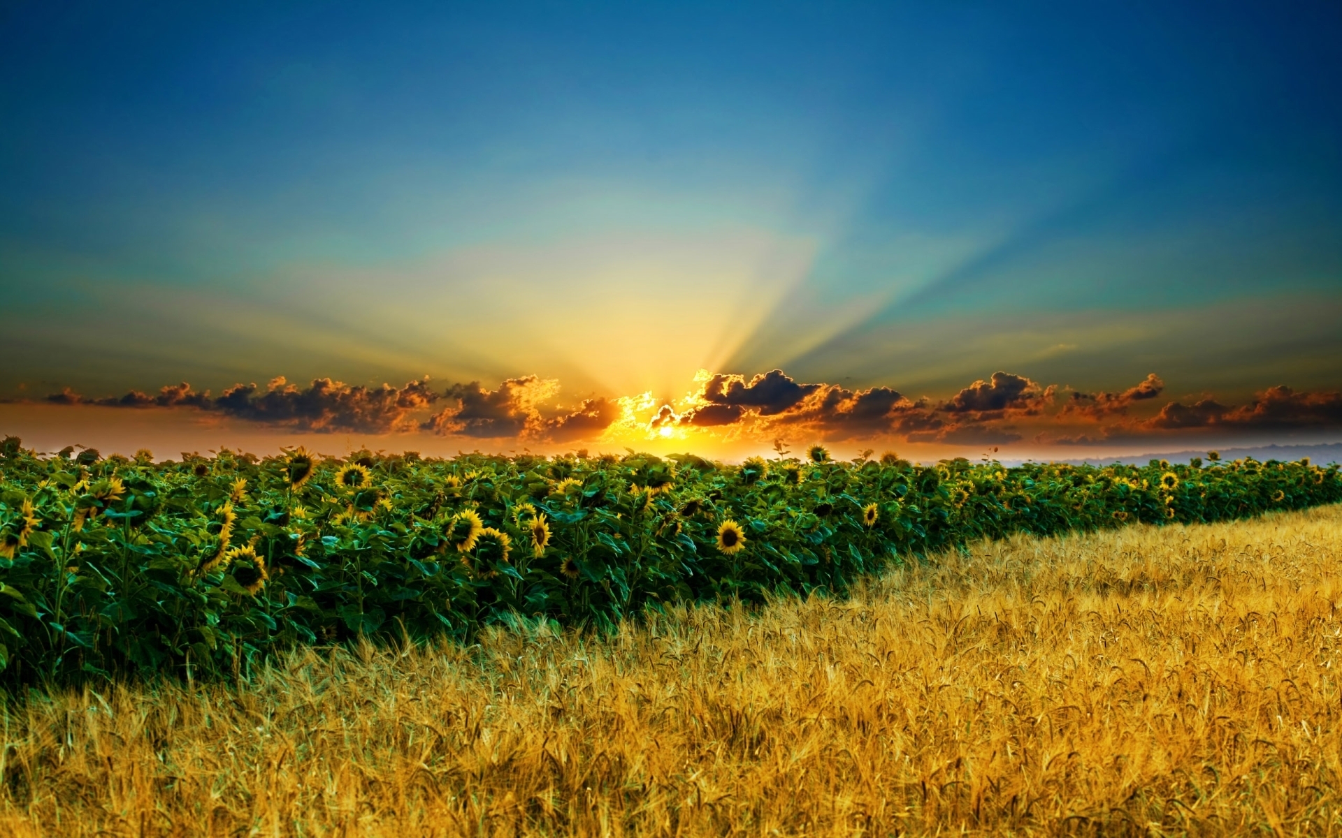 fields, landscape, sunset, sunflowers