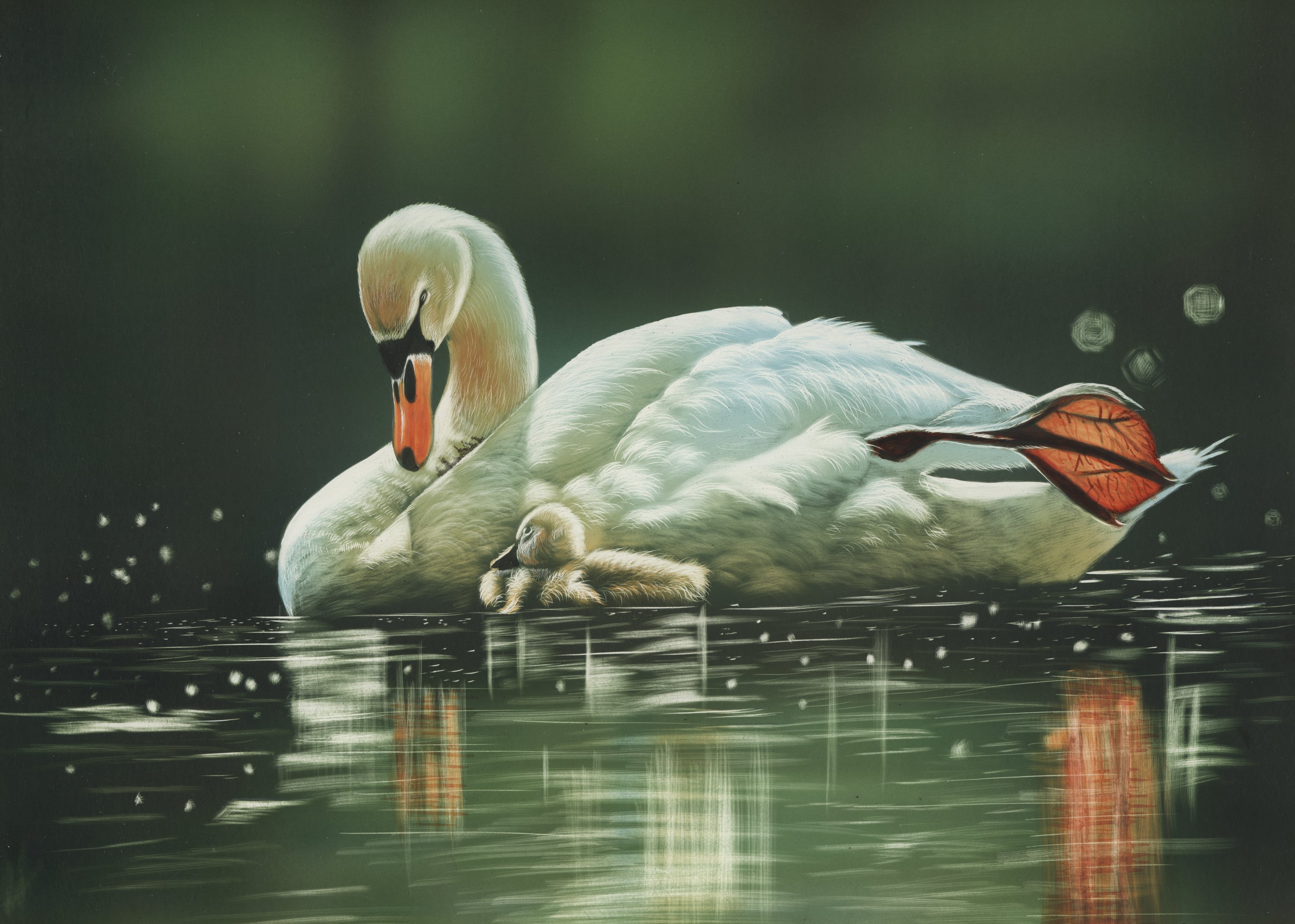 Mobile HD Wallpaper Swan 