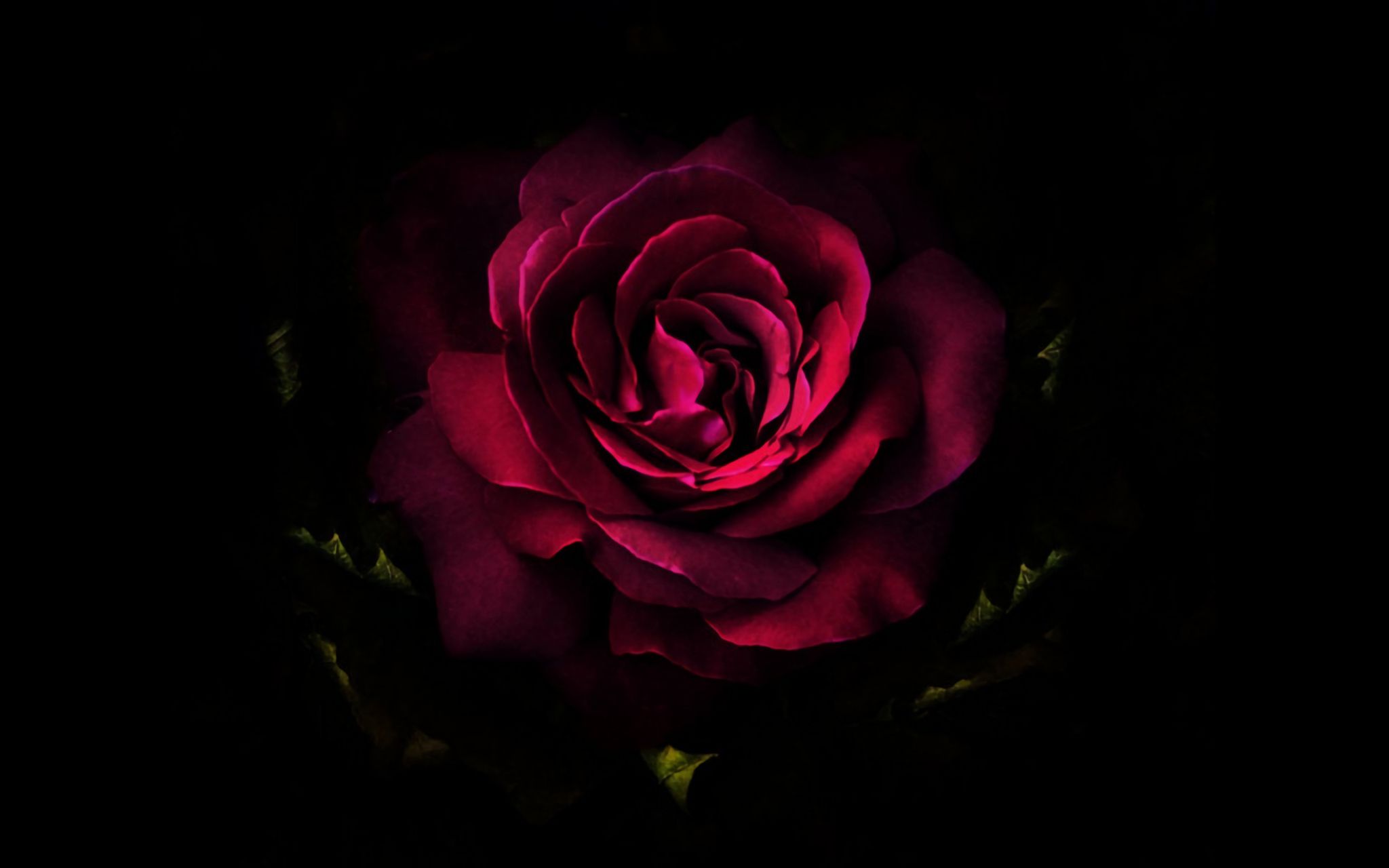 Красная роза на черном фоне обои