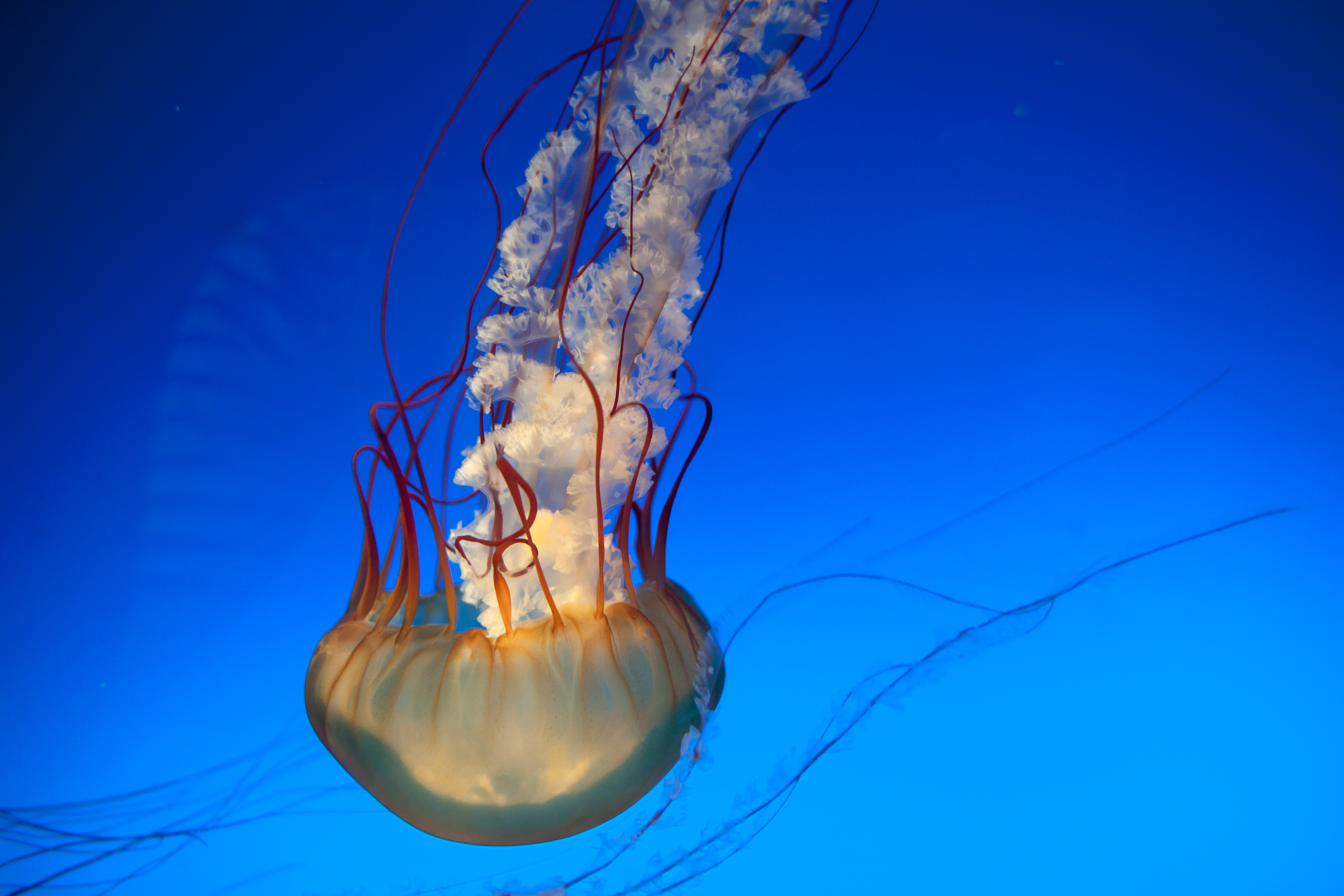 Free HD animals, jellyfish, underwater world, to swim, swim, tentacles, underwater, submarine