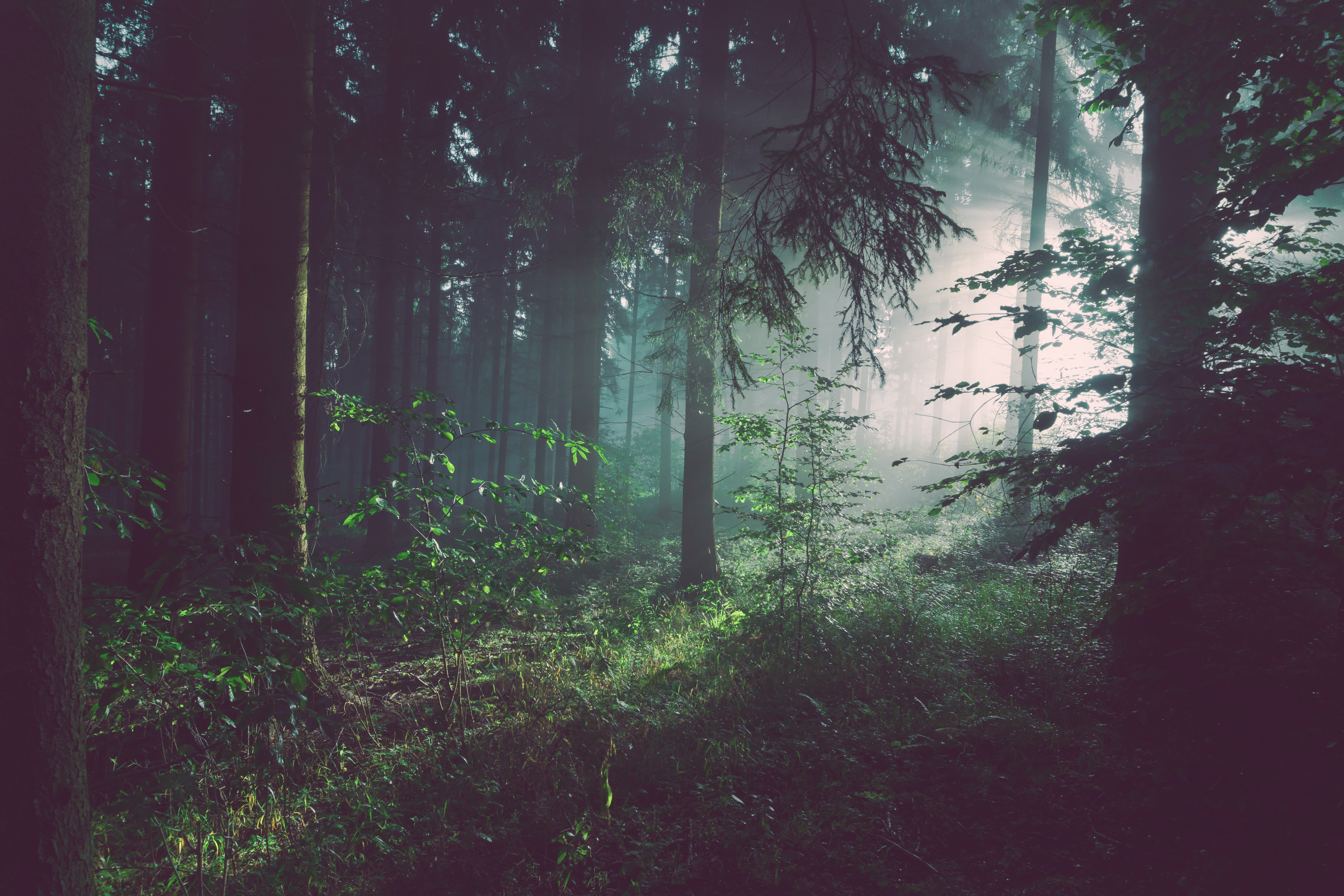 forest, trees, nature, fog download HD wallpaper