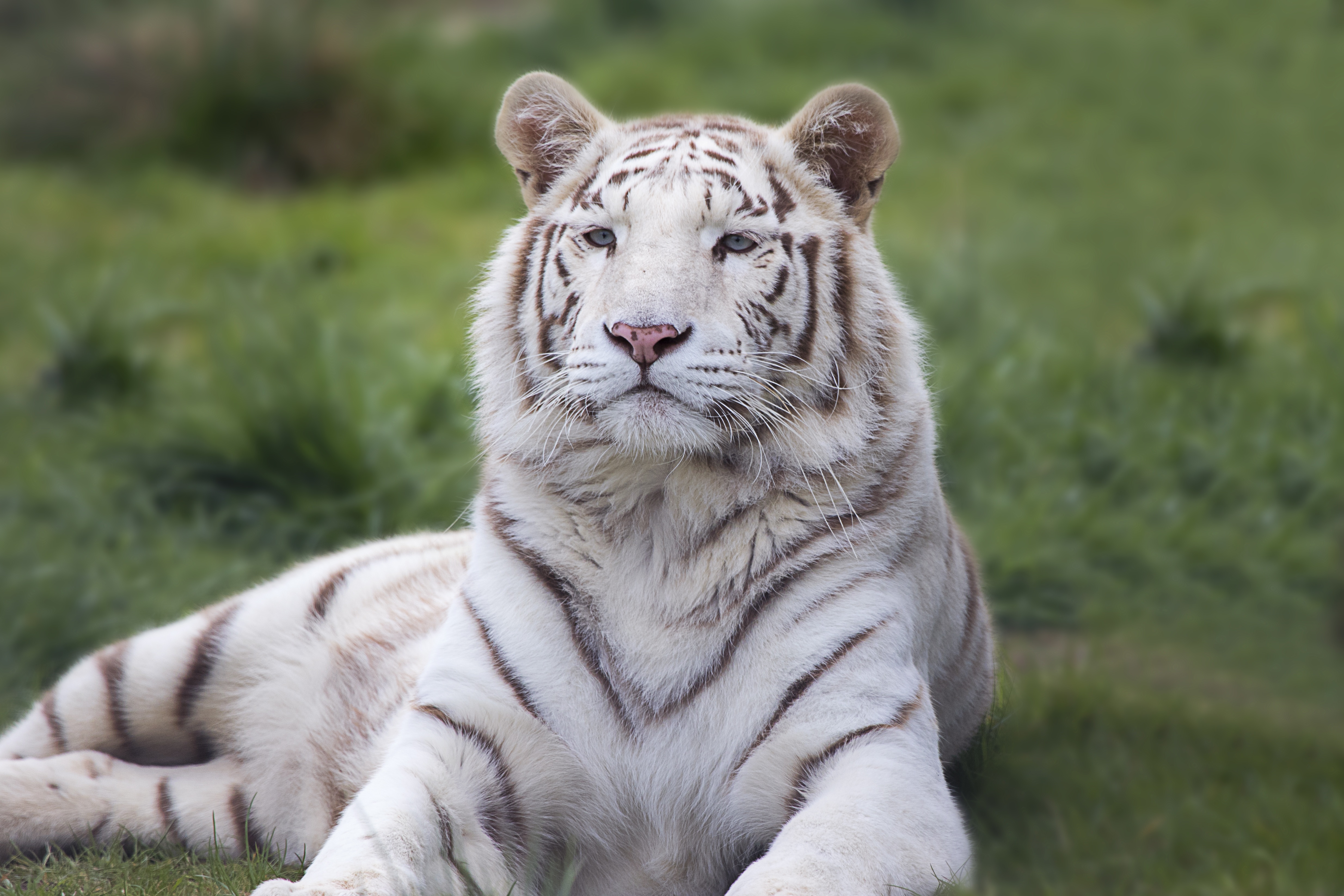 130887 скачать обои тигр, хищник, животные, лежит - заставки и картинки бесплатно