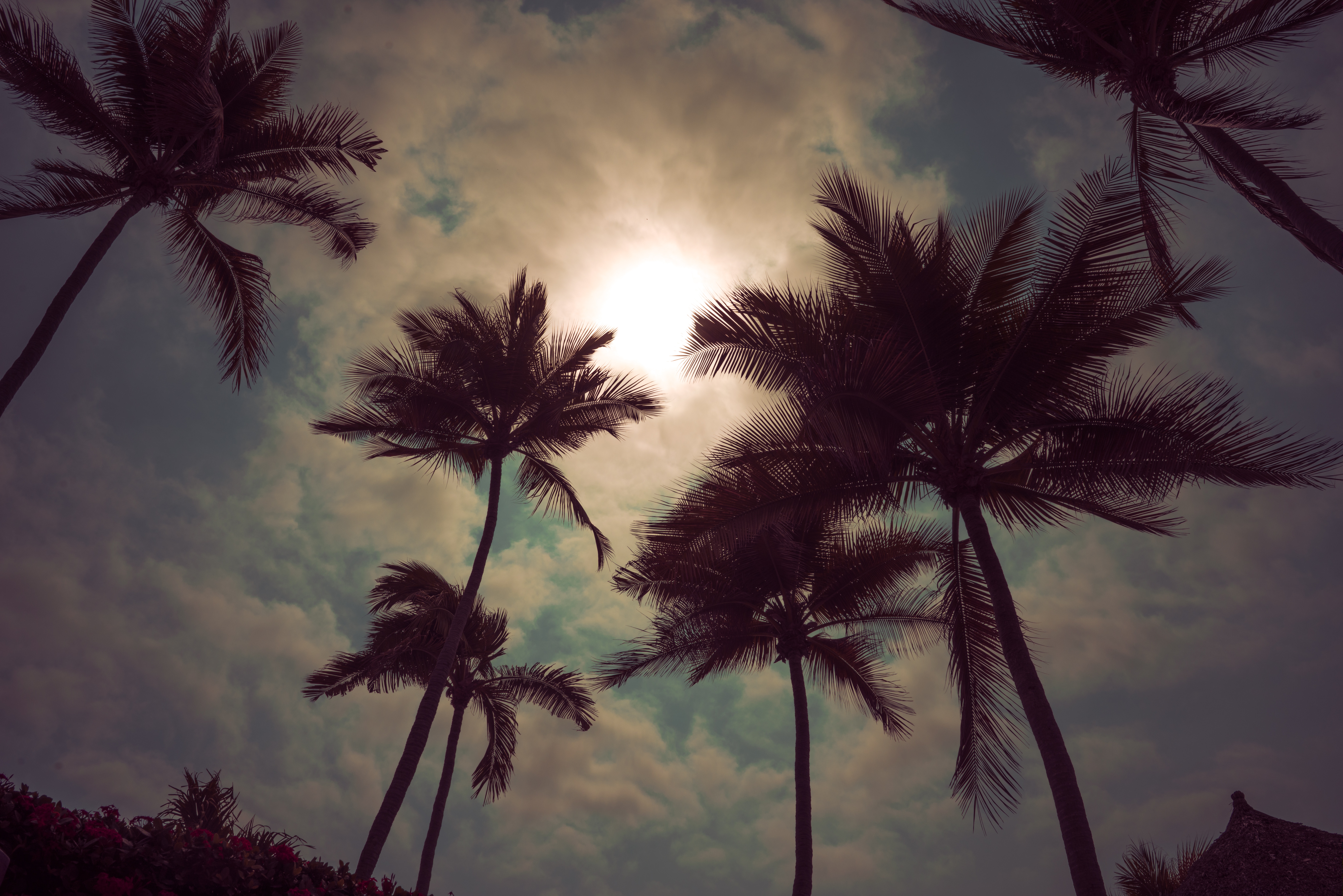 105953 скачать обои пальмы, природа, закат, небо, облака, сумерки - заставки и картинки бесплатно