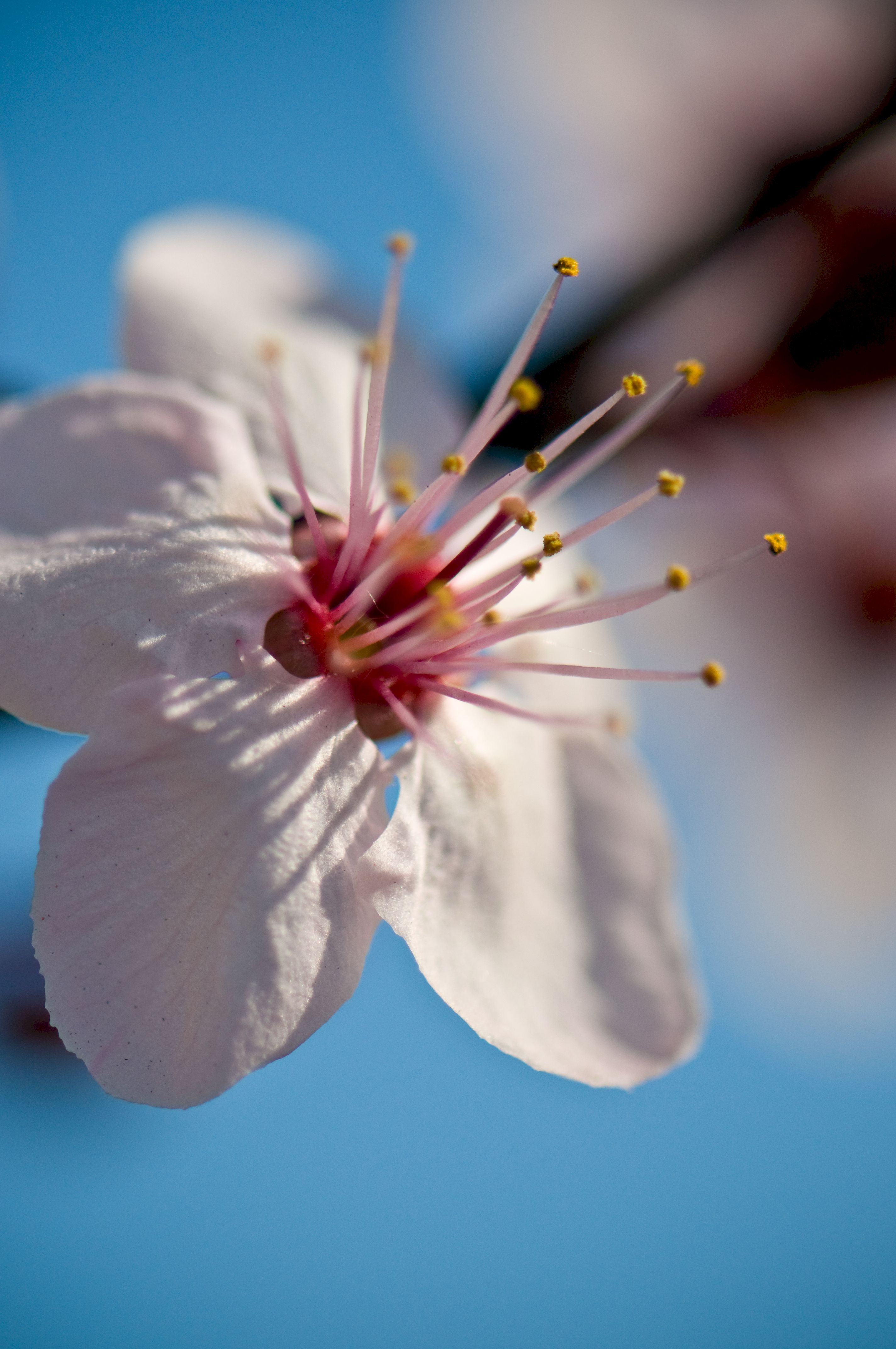 bloom, blur, flower, macro, smooth, close-up, flowering, spring 5K