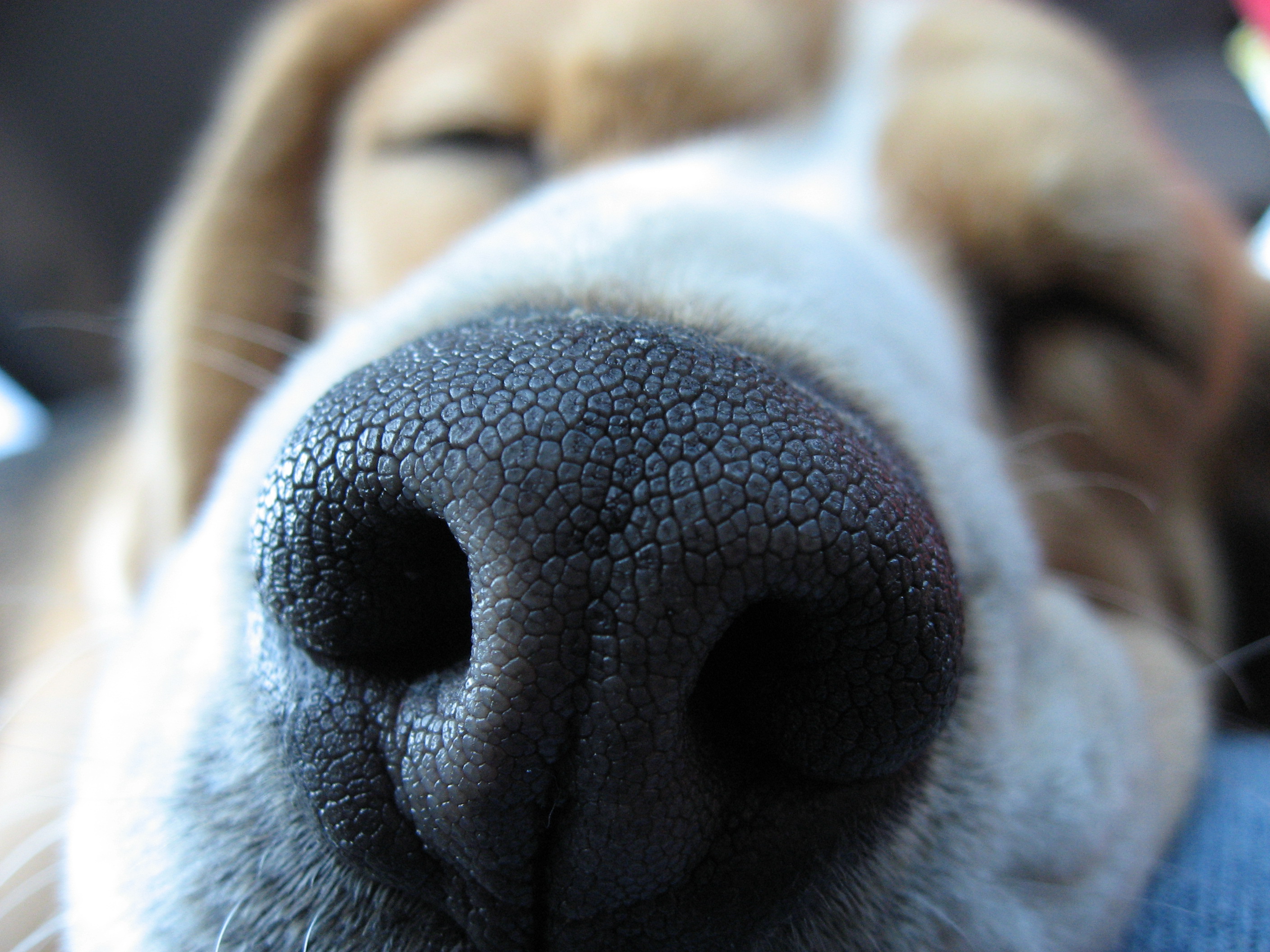 muzzle, animal, beagle, close up, dogs 5K