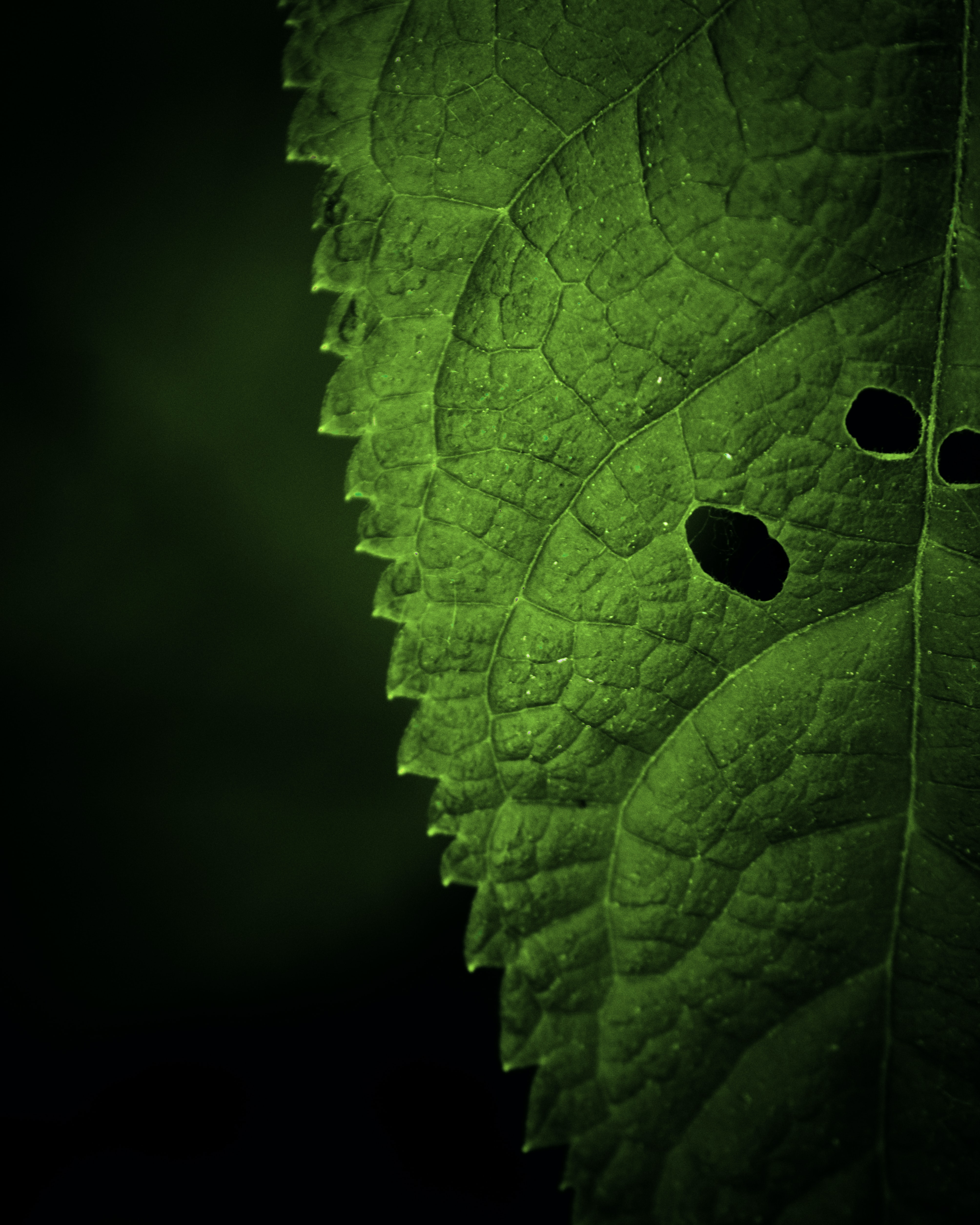 122115 free wallpaper 2160x3840 for phone, download images veins, macro, leaf, sheet 2160x3840 for mobile