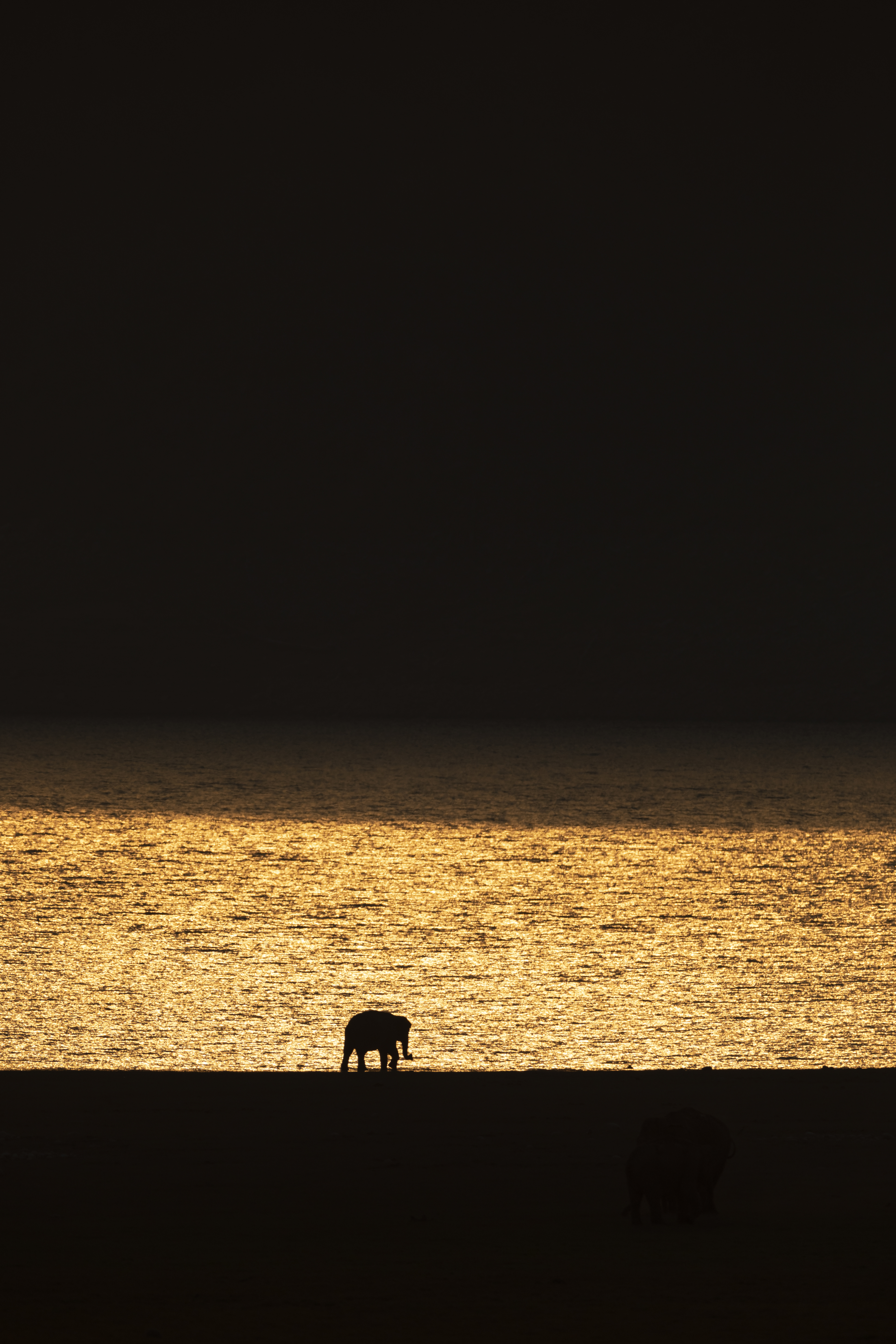 106037 Bildschirmschoner und Hintergrundbilder Elefant auf Ihrem Telefon. Laden Sie sunset, schwarz, dunkel, silhouette, das schwarze, elefant, elefanten Bilder kostenlos herunter