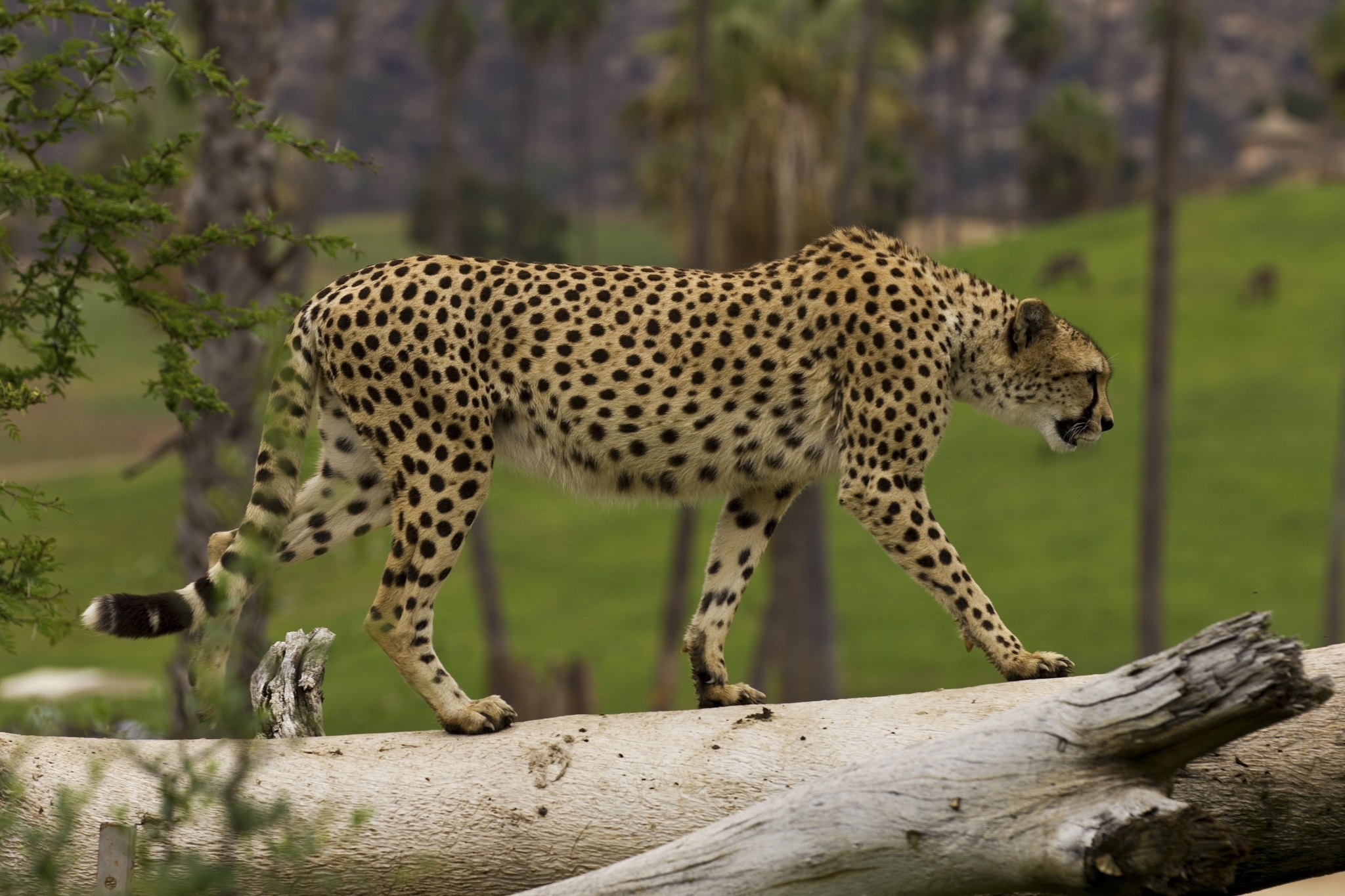 Gepard. Гепард окрас. Гепард Королевский животное. Гепард Грация. Гепард сбоку.