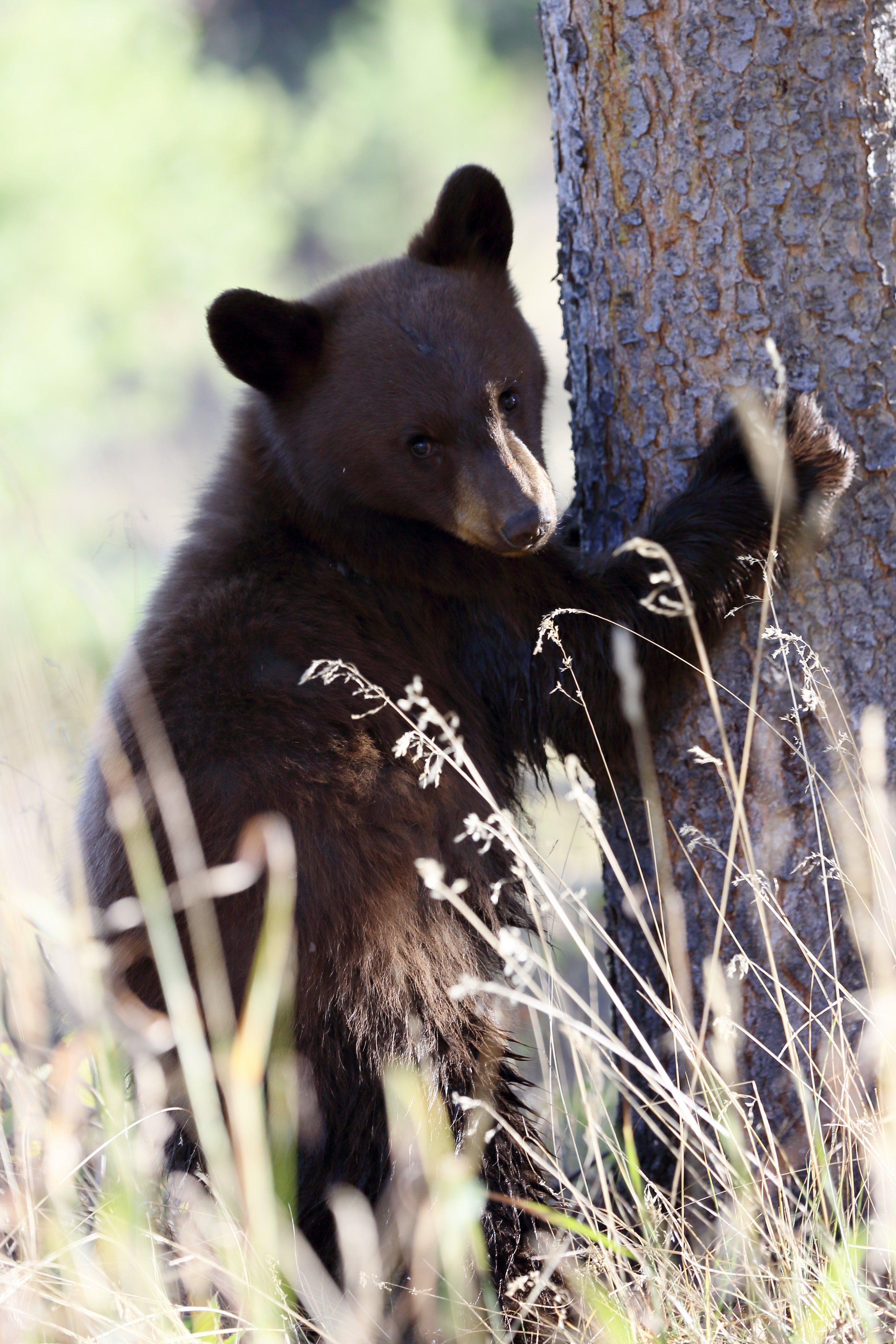 手機的115756屏保和壁紙有趣的。 免費下載 动物, 熊, 棕熊, 捕食者 圖片