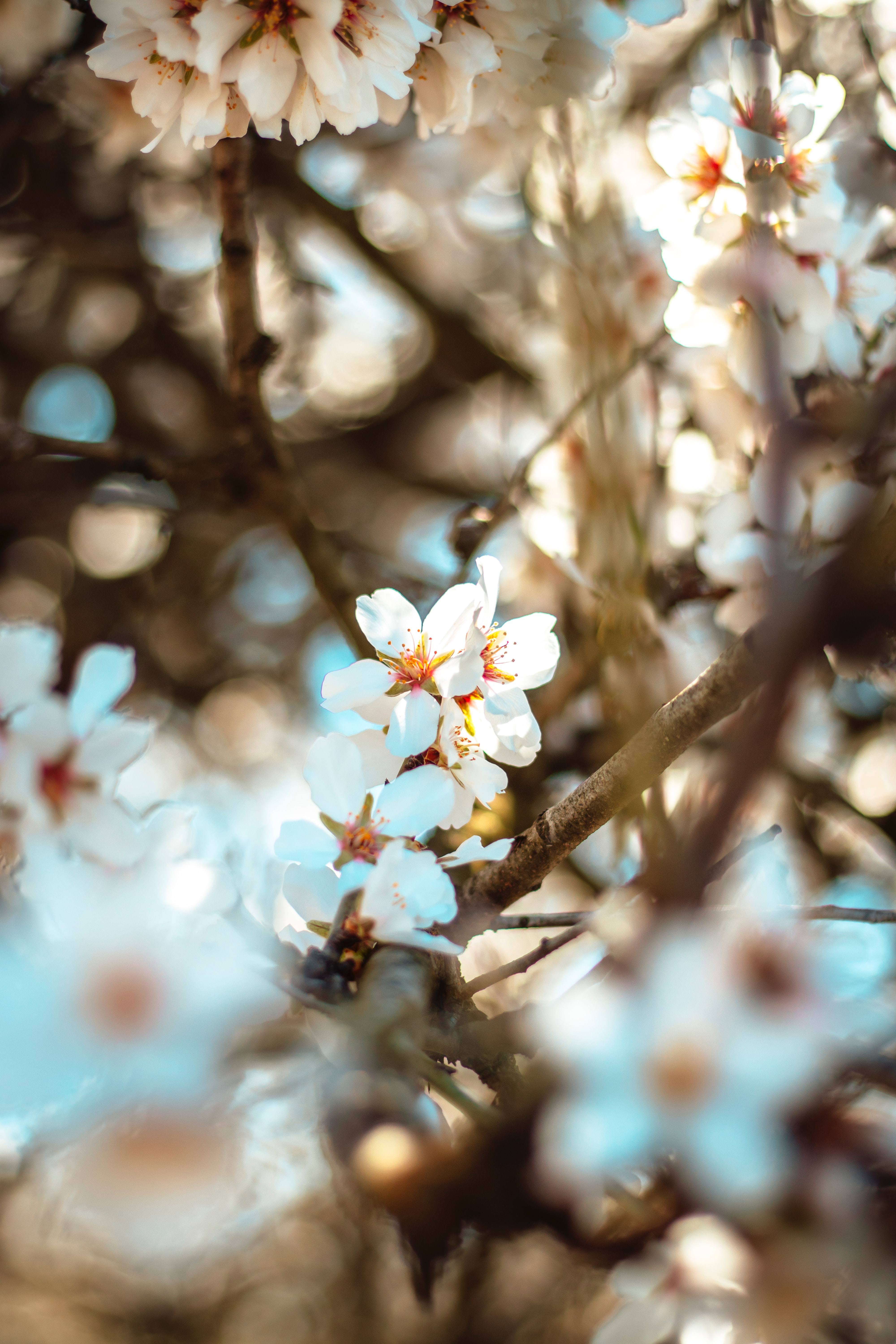 bloom, flowers, flowering, branch, spring, bokeh, boquet Smartphone Background