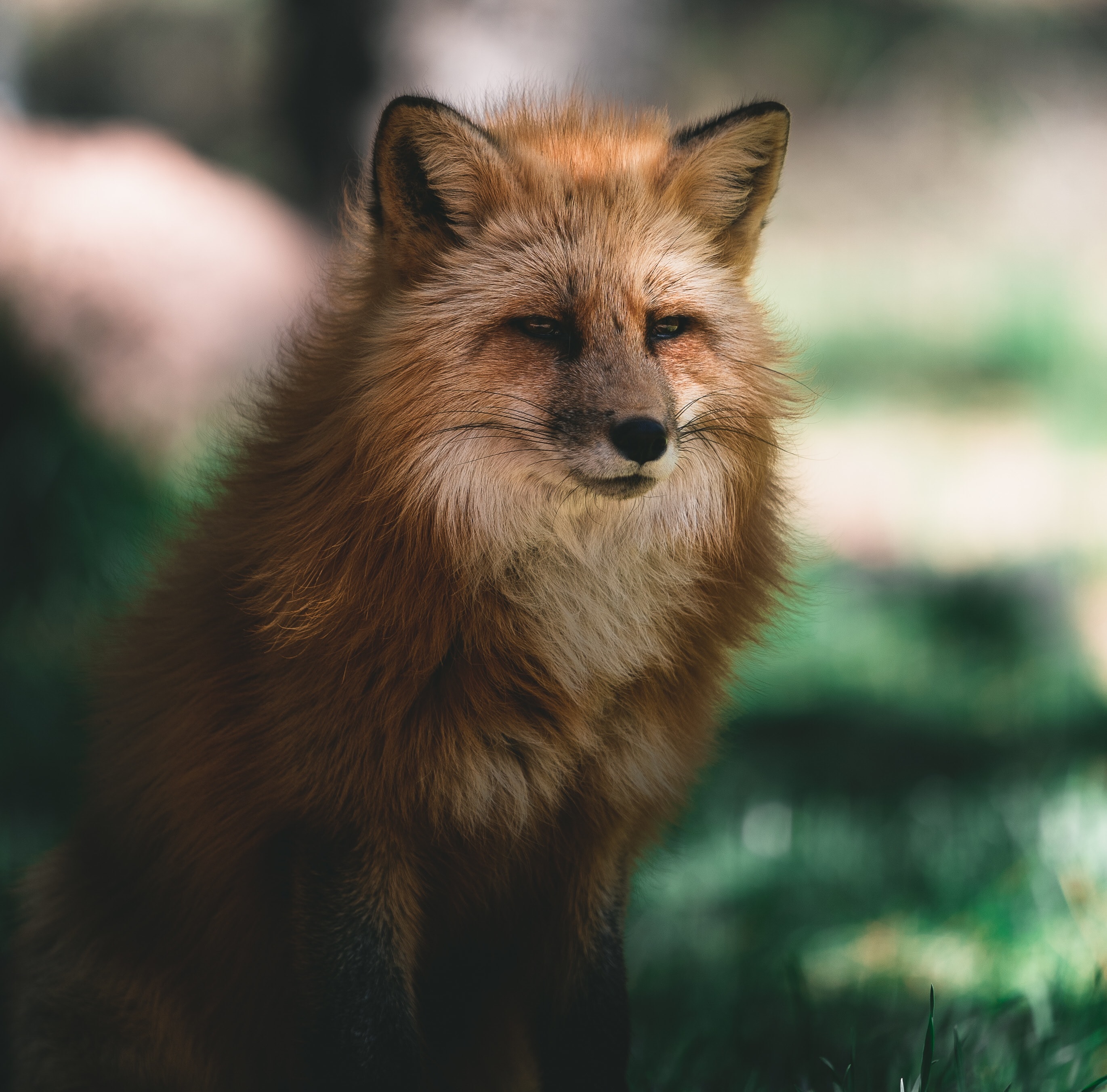 fox, animals, fluffy, brown, sight, opinion, animal