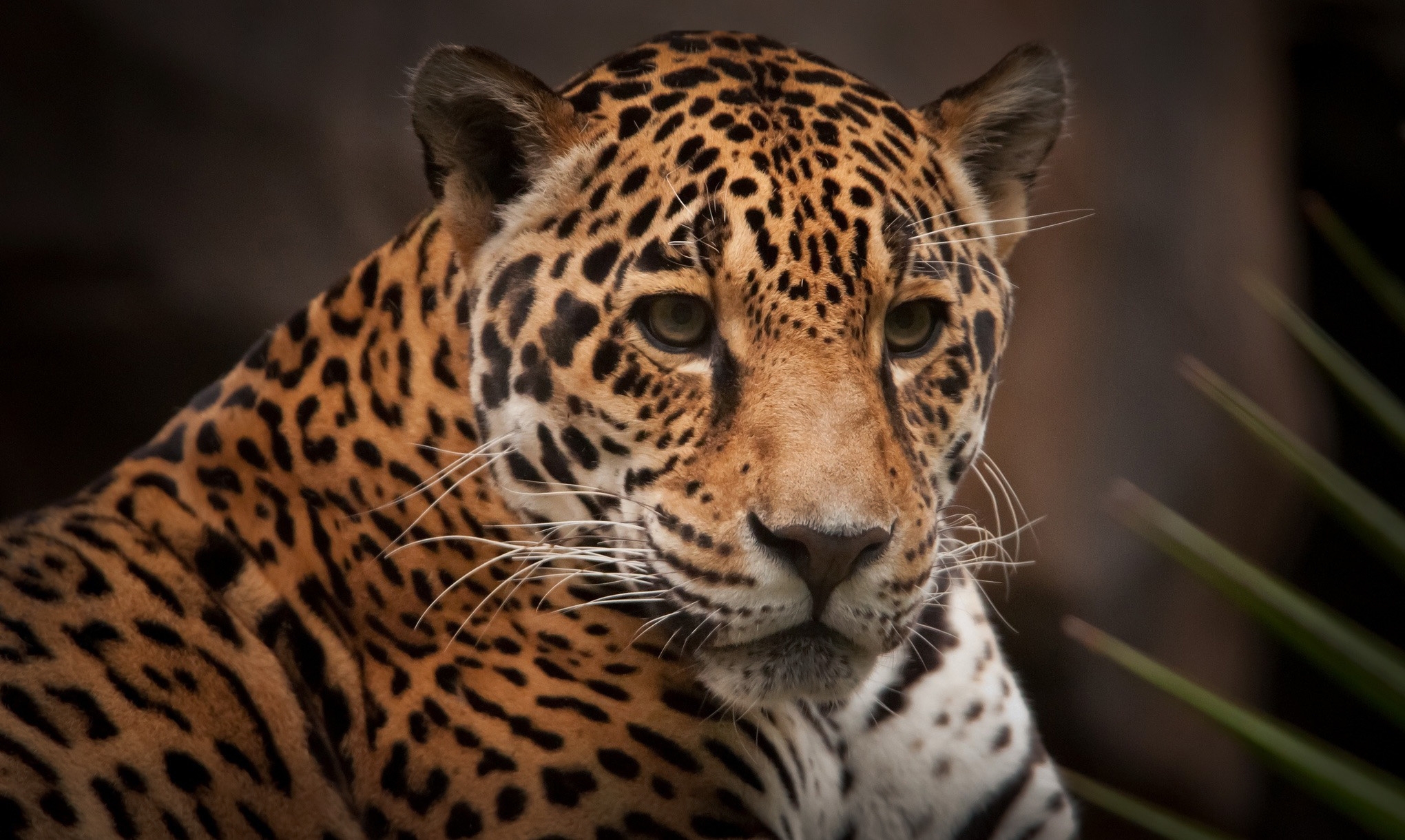 74616 Screensavers and Wallpapers Wild Cat for phone. Download animals, jaguar, predator, wild cat, wildcat pictures for free