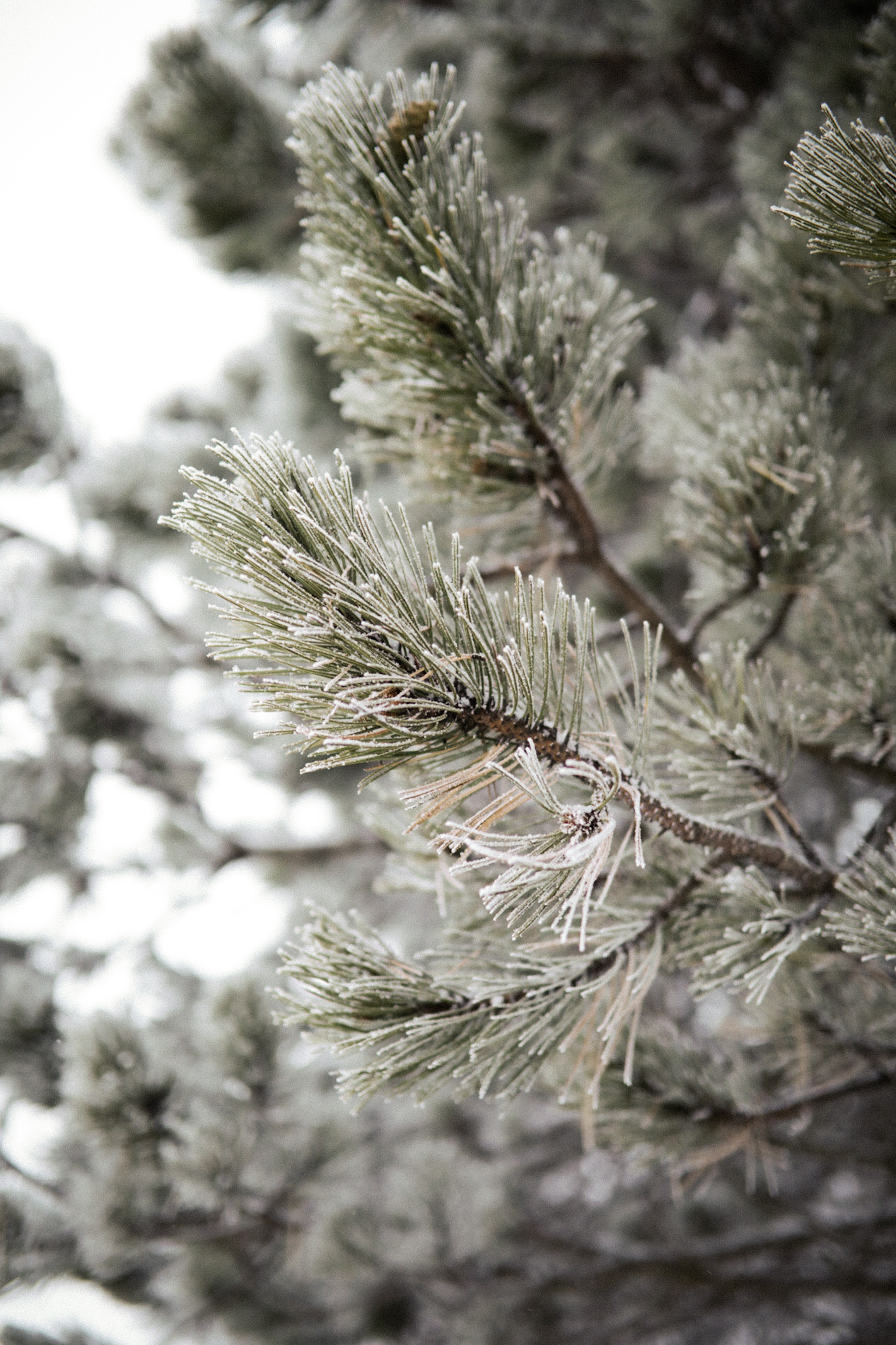 Laden Sie das Schnee, Kiefer, Pflanze, Makro, Ast, Zweig, Frost, Rauhreif, Pine-Bild kostenlos auf Ihren PC-Desktop herunter