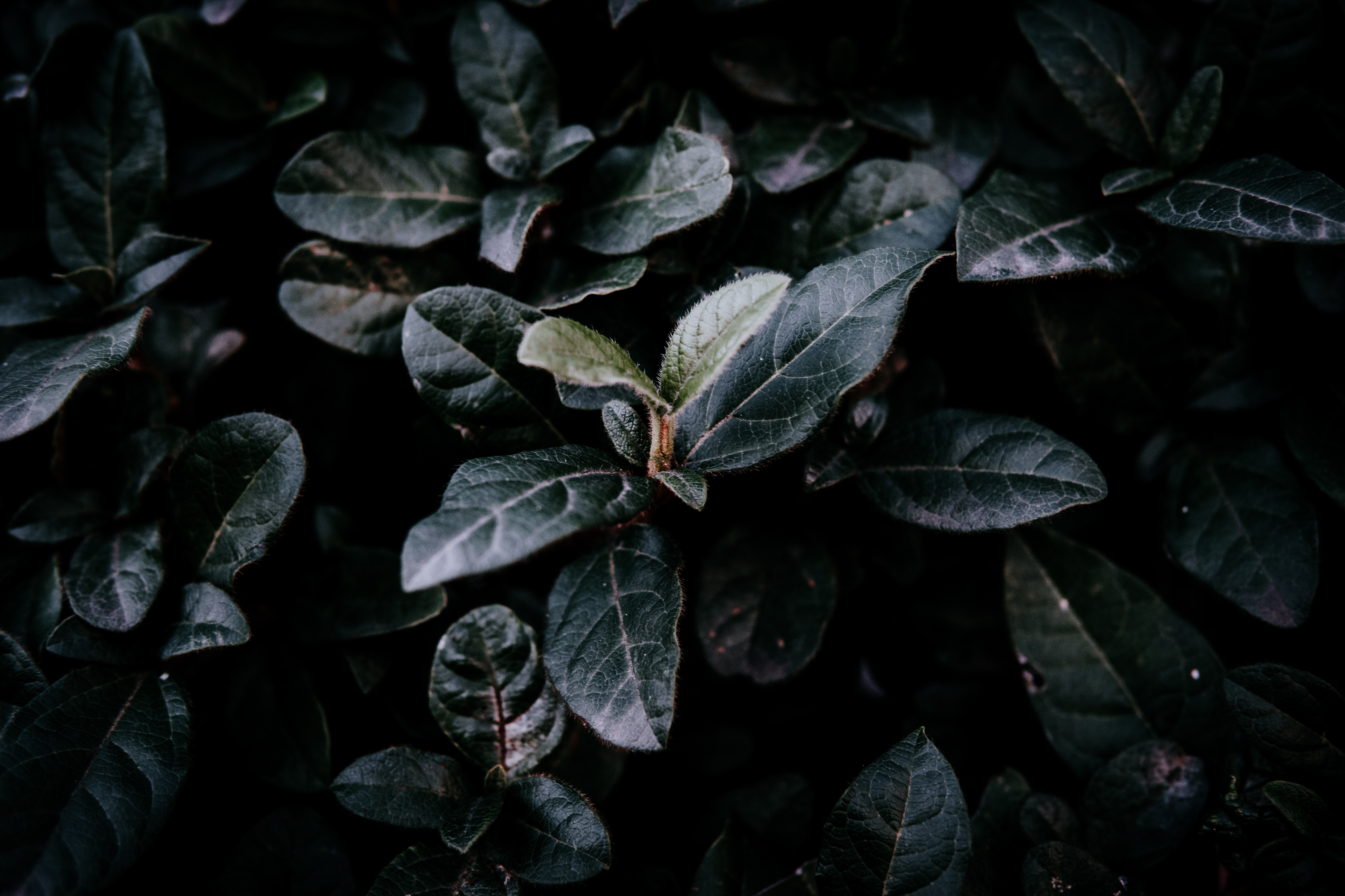 macro, leaves, dark, bush 3d Wallpaper