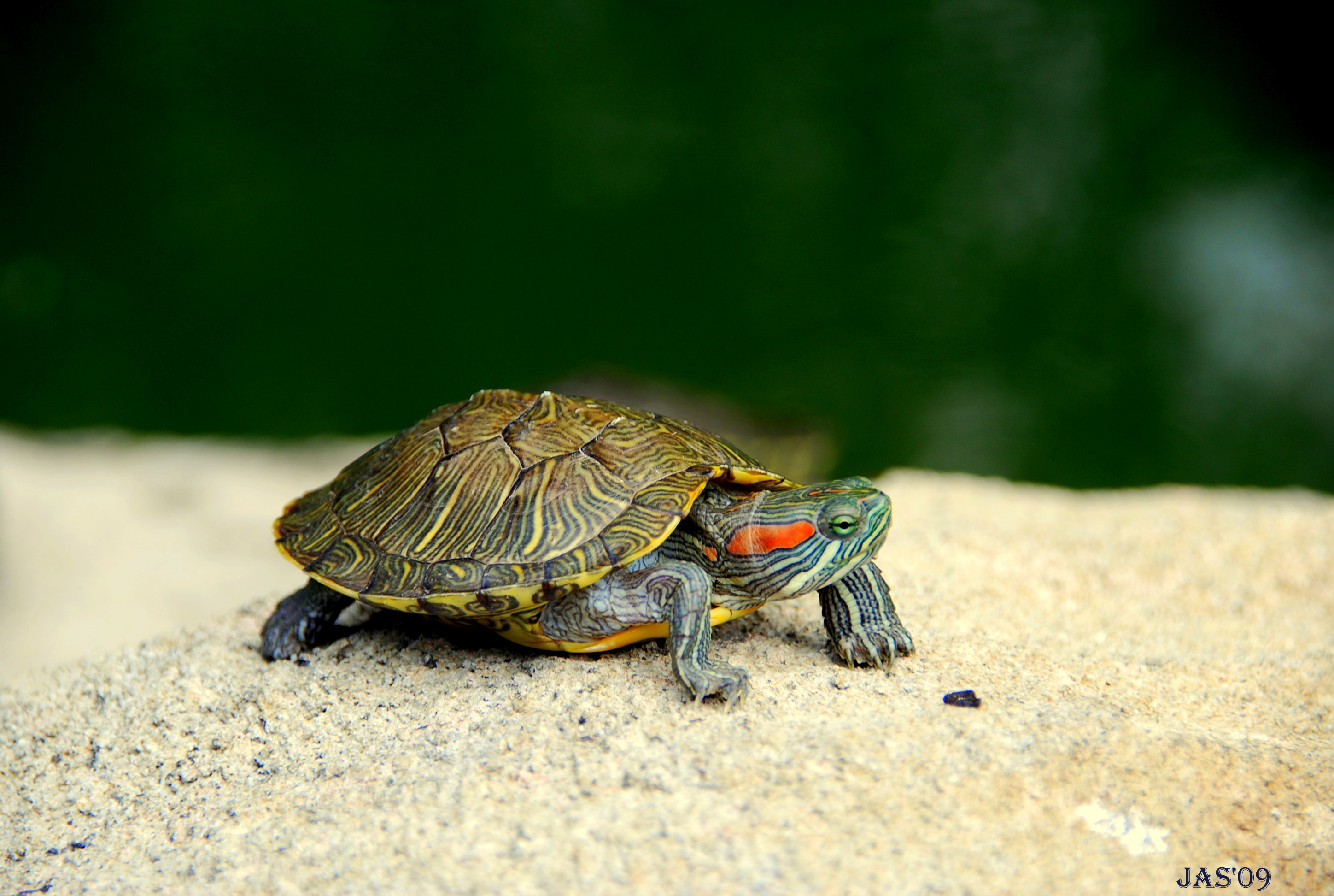 Mobile HD Wallpaper Turtle animal, turtles