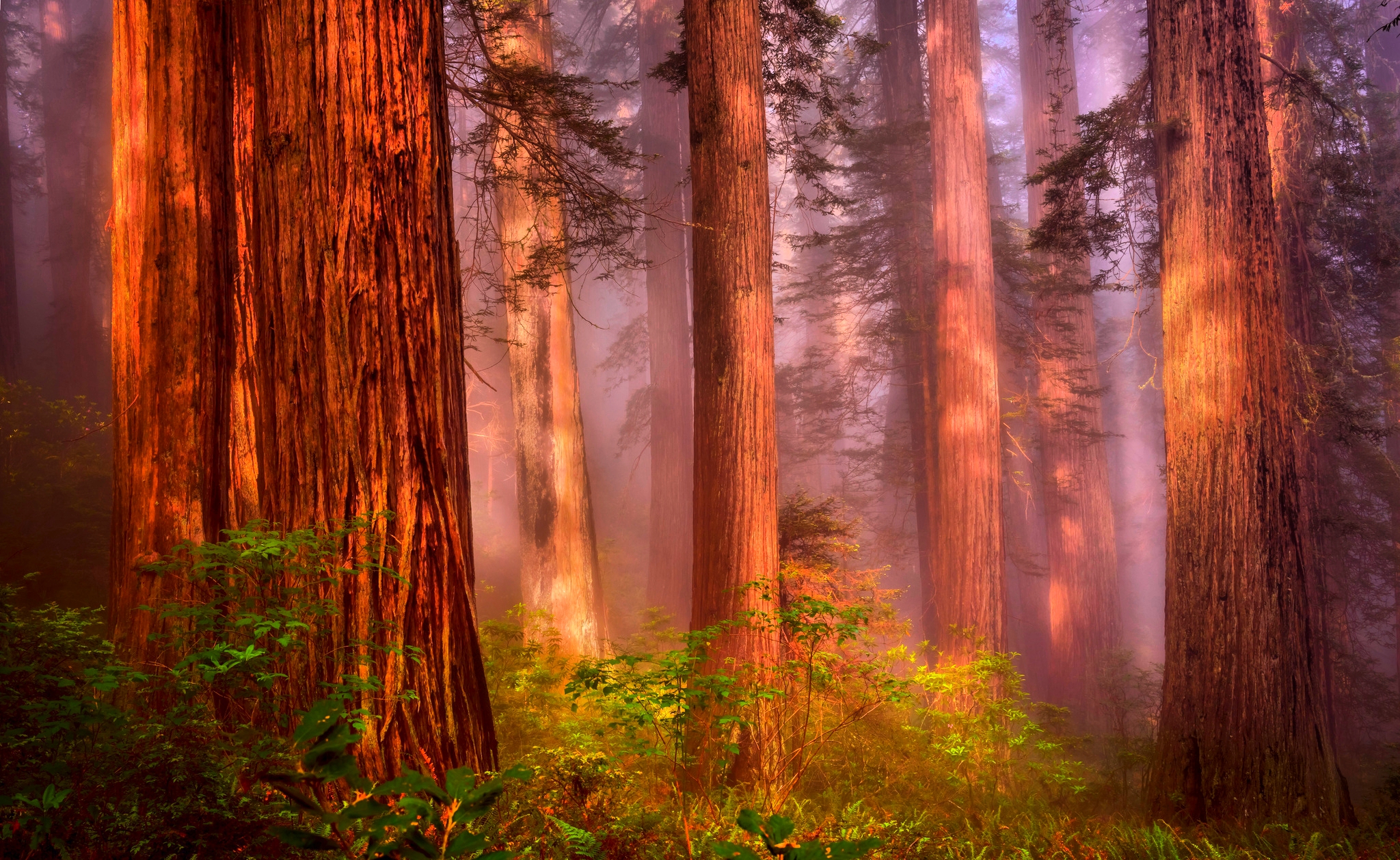 Cập nhật hình nền độ phân giải cao tuyệt đẹp nhất với vẻ đẹp của rừng thông đỏ, cây cối, sương mù và Trái Đất. Bức ảnh là sự kết hợp hoàn hảo giữa thiên nhiên và công nghệ đưa cho bạn những trải nghiệm thăng hoa. Hãy tải về để đưa thiên nhiên vào chính căn phòng của bạn.