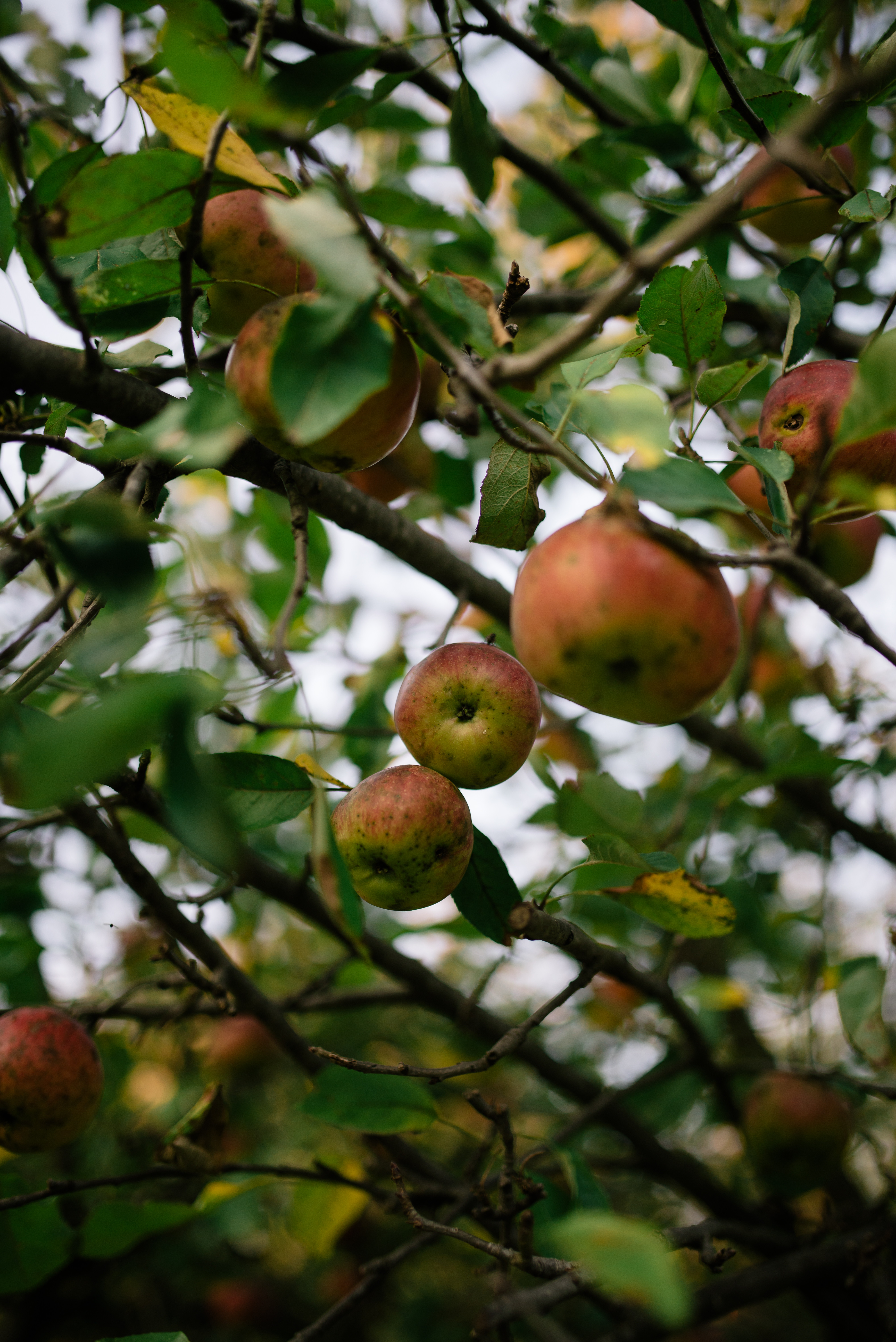 apples, fruits, nature, branches Windows Mobile Wallpaper
