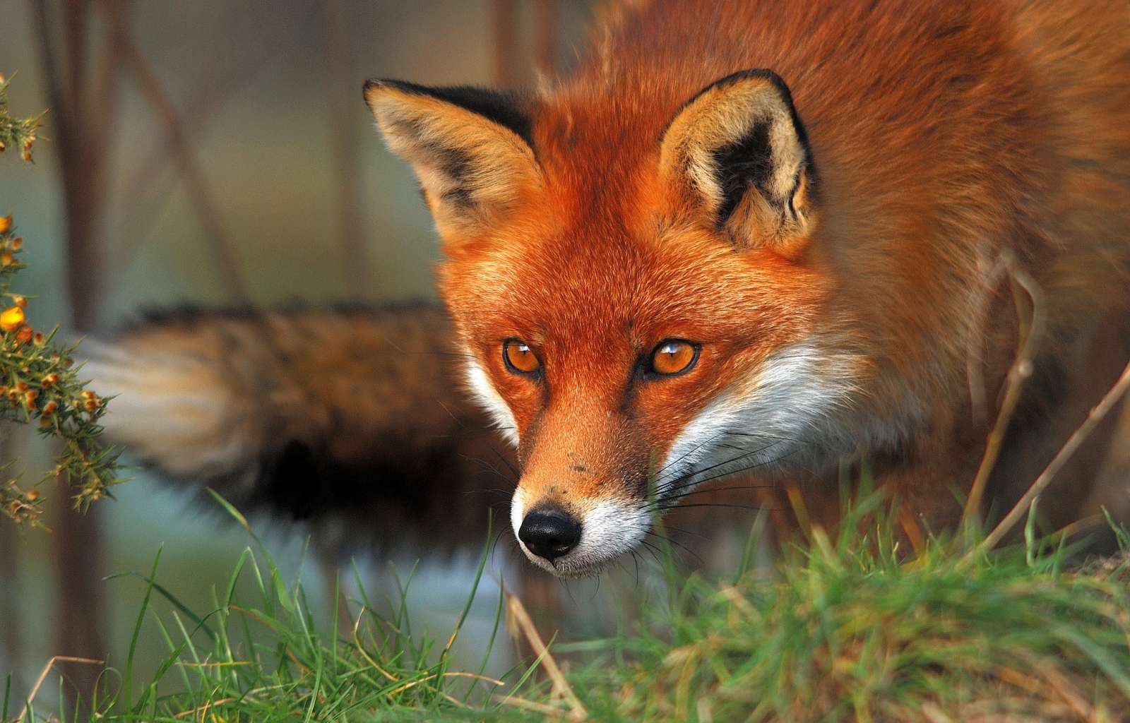 25250 Hintergrundbild herunterladen tiere, fox - Bildschirmschoner und Bilder kostenlos