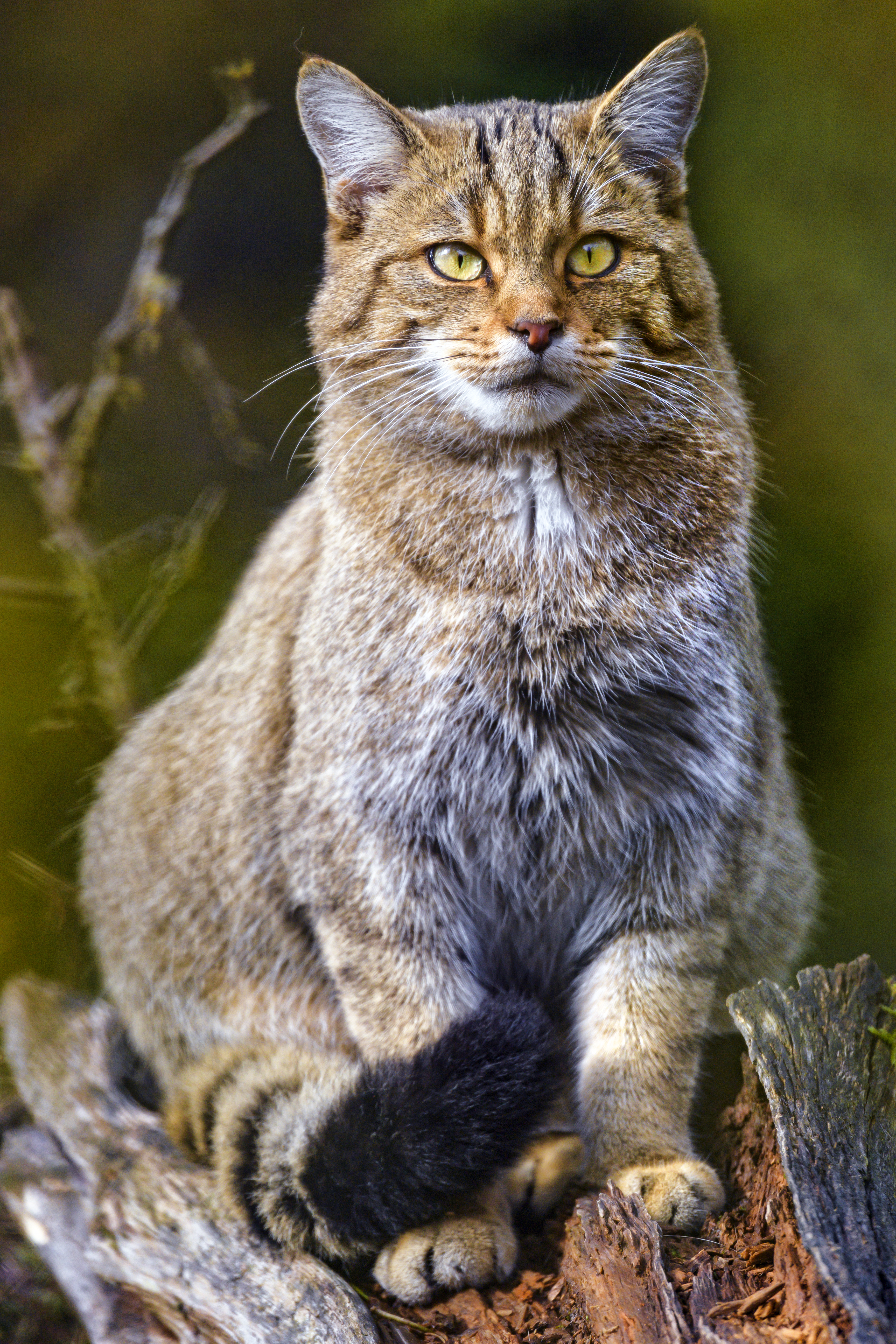 131519 Screensavers and Wallpapers Wild Cat for phone. Download animals, cat, brown, animal, wild cat, wildcat pictures for free