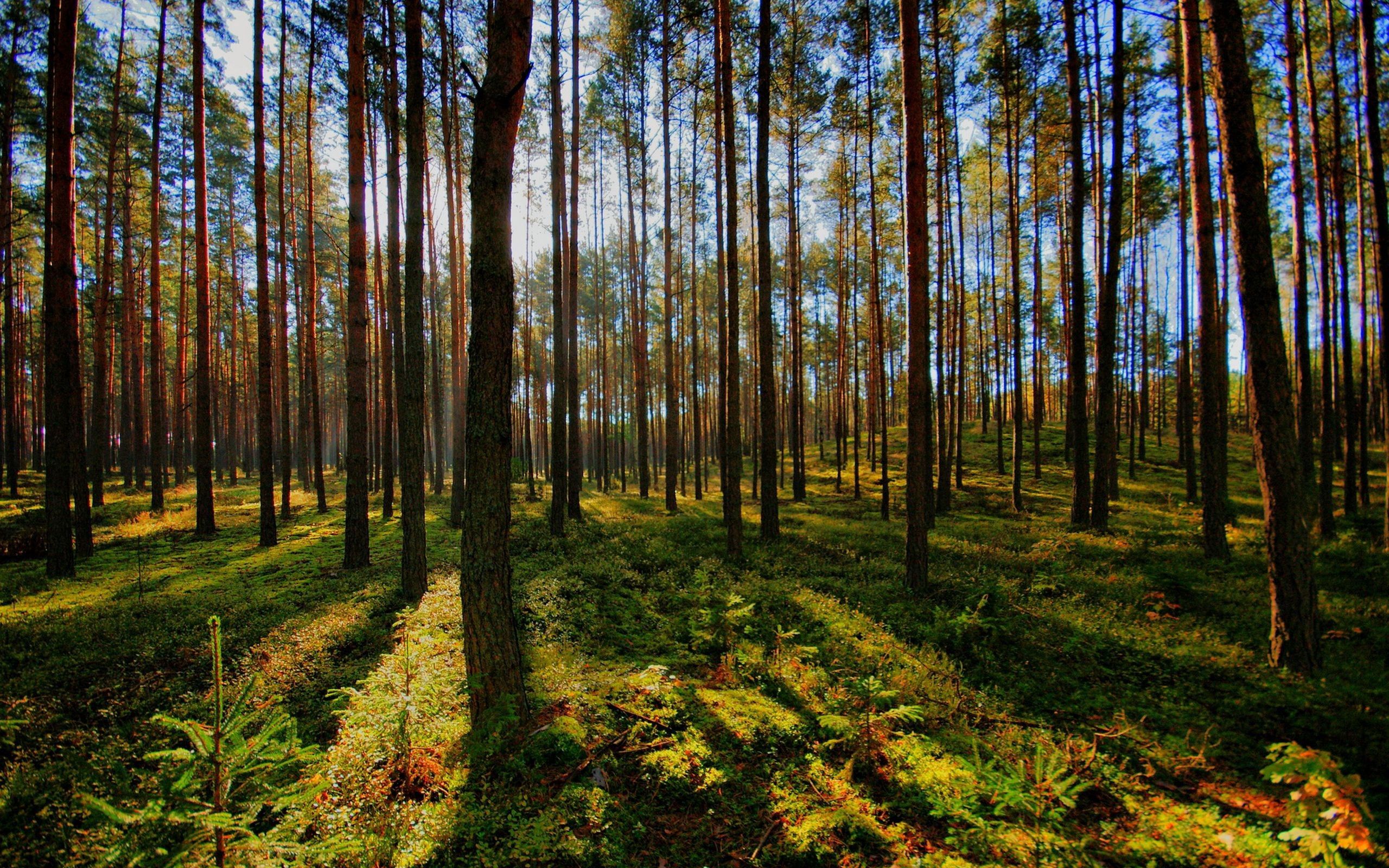 Laden Sie das Natur, Bäume, Scheinen, Licht, Wald, Schatten-Bild kostenlos auf Ihren PC-Desktop herunter