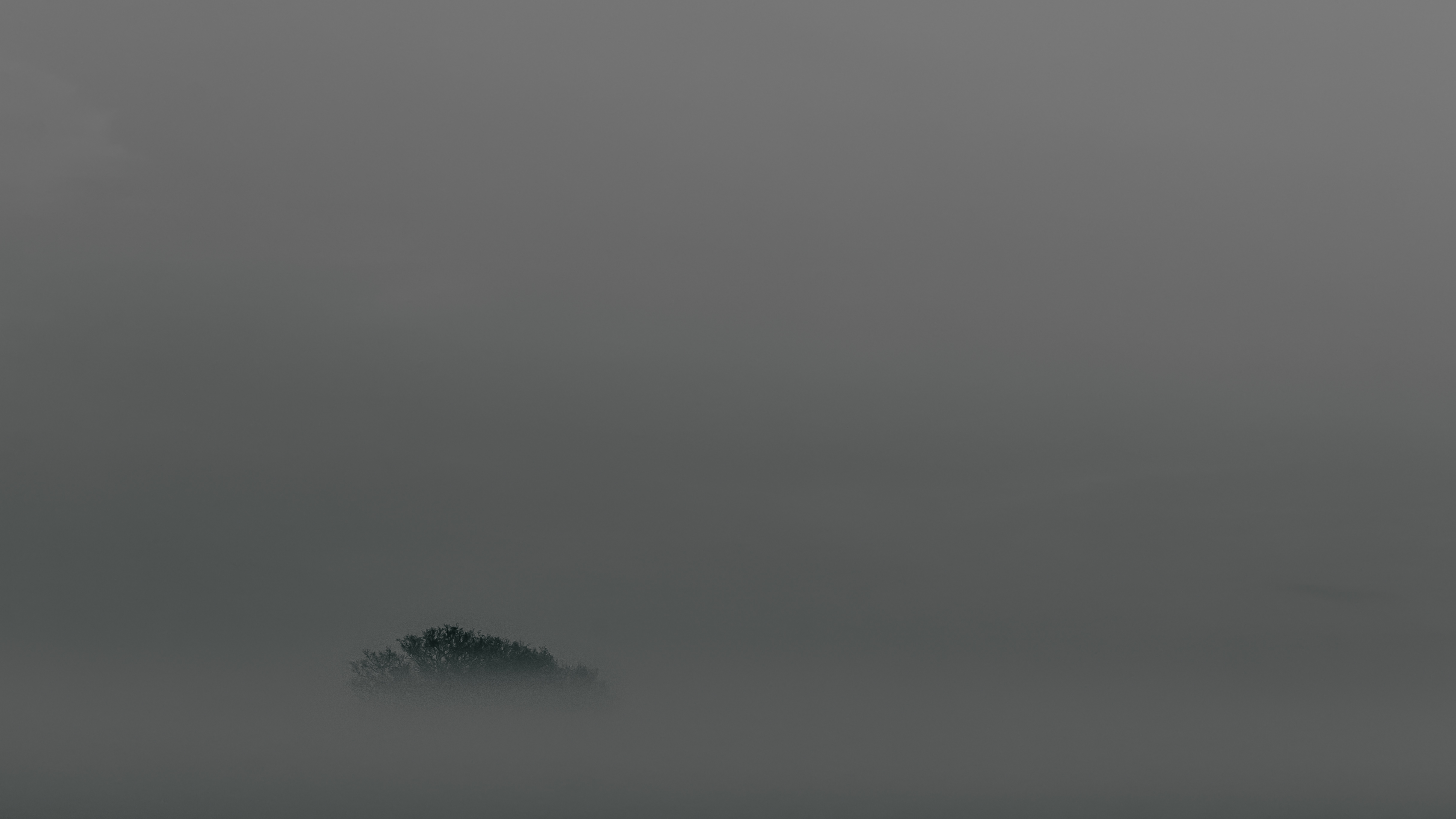 Top minimalism, fog, wood, tree Lock Screen